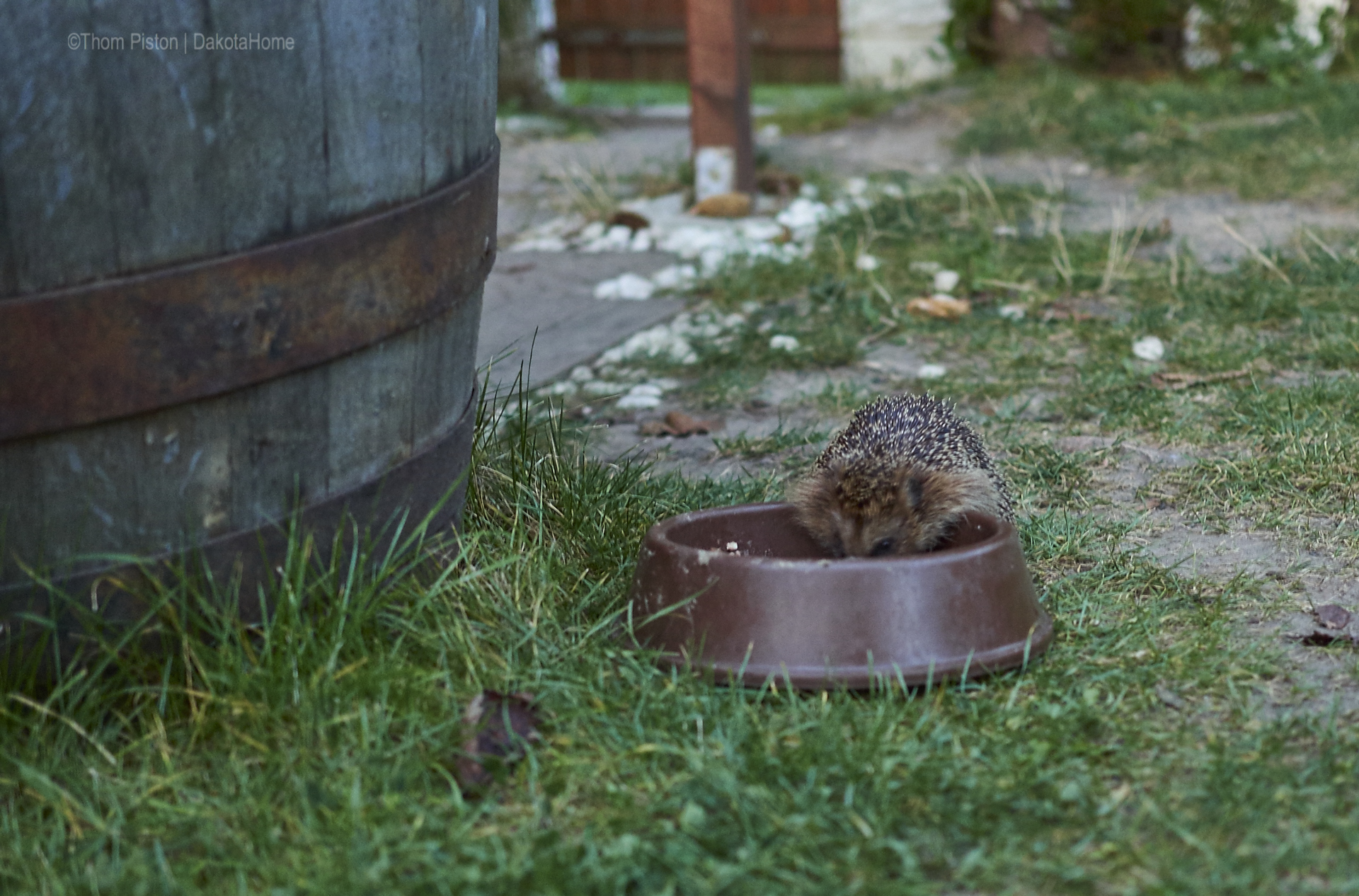 Hans Dieter der Igel, keine angst vor irgendwas...