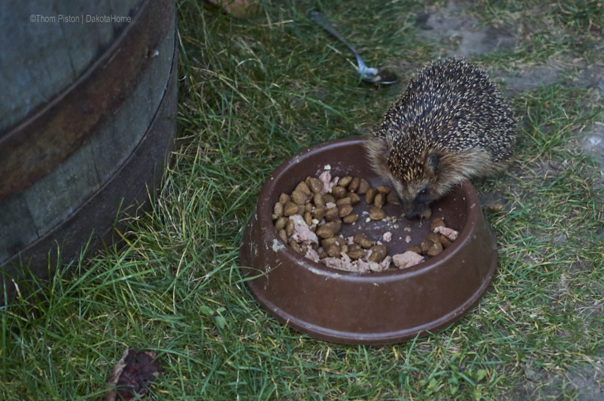 Hans Dieter der Igel