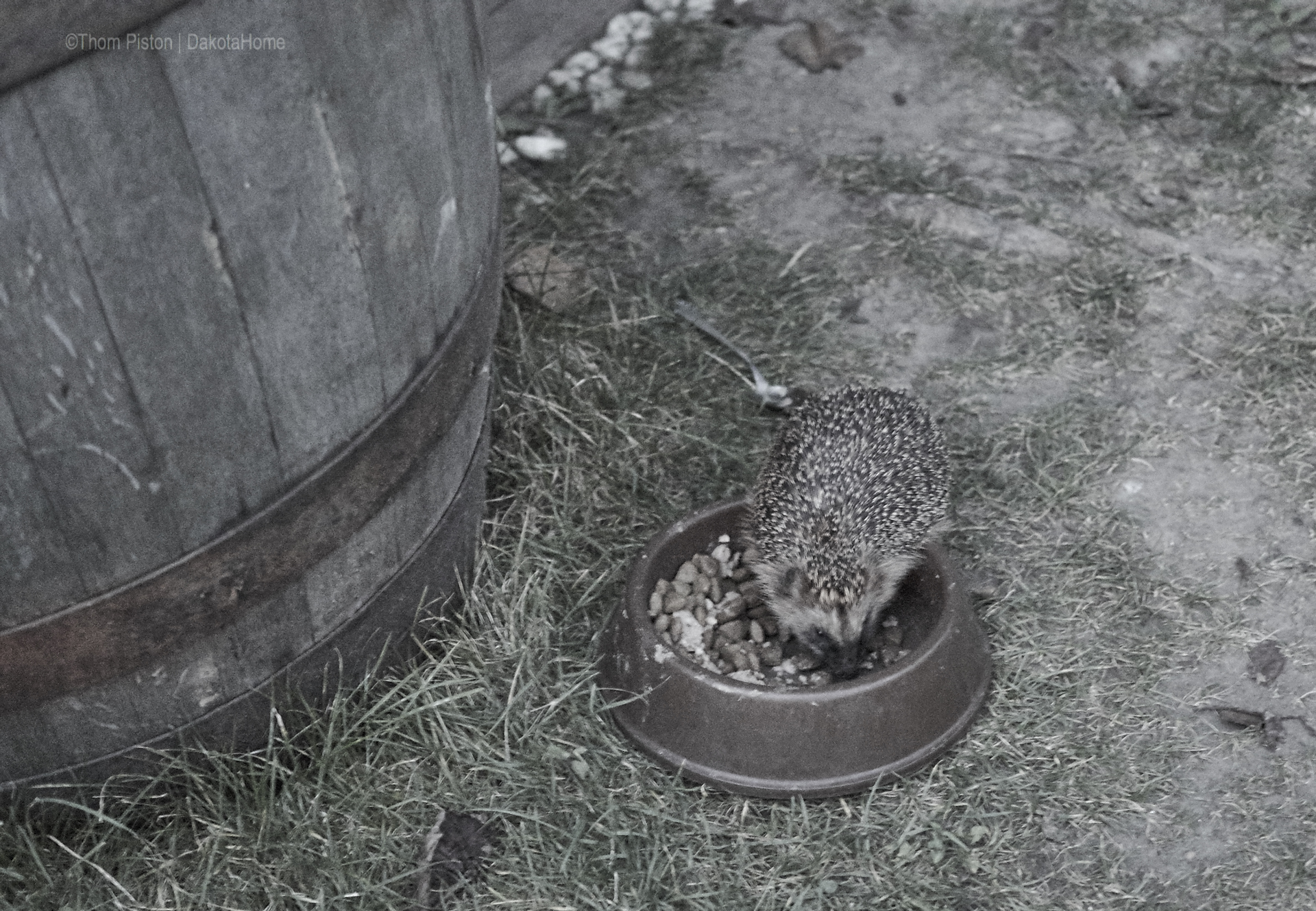 Hans Dieter der ewig hungrige Igel