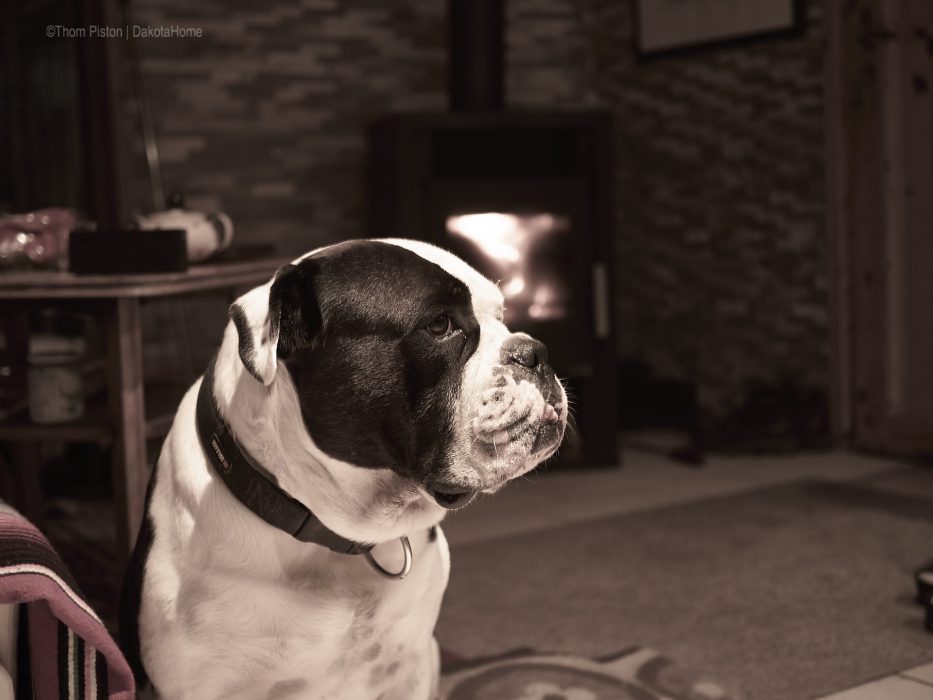 bulldogge und kamin