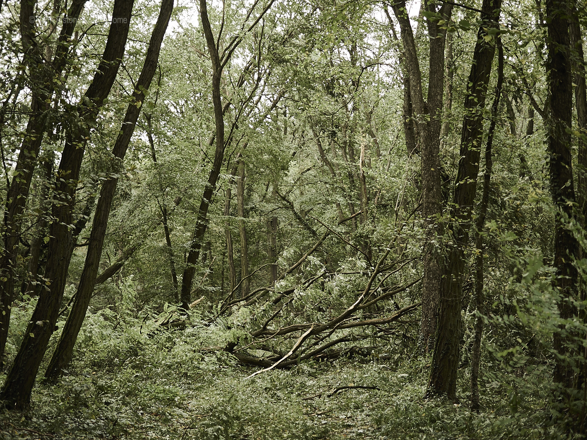 unordentlicher waldunordentlicher wald