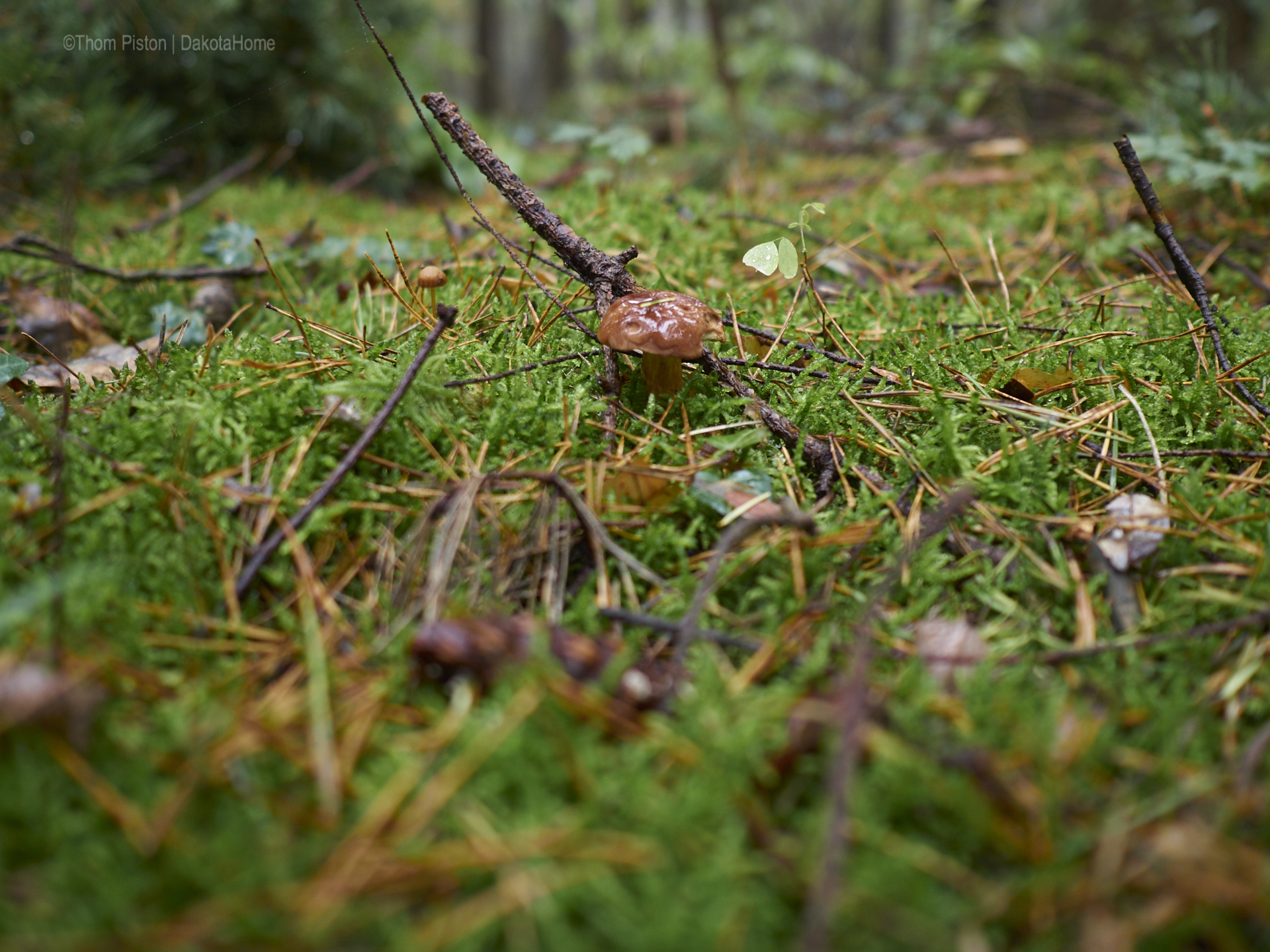 Pilze ende oktober am dakota home