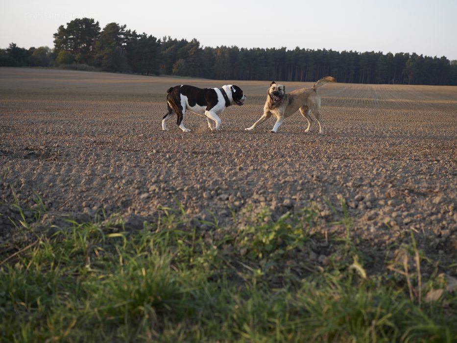 alwin die bulldogge mit seiner grossen liebe