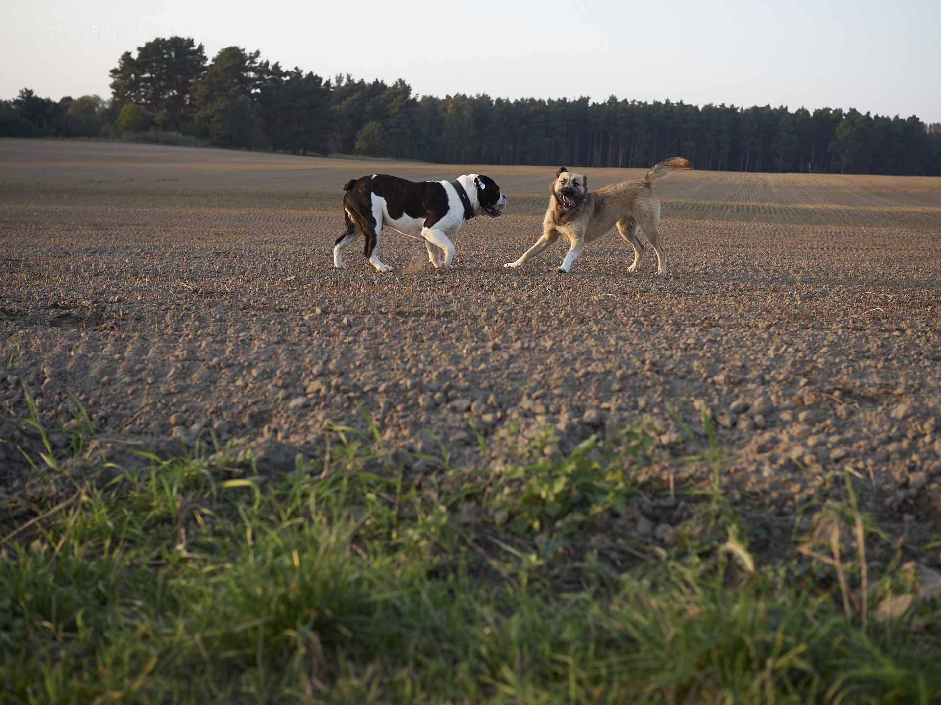 Pilze, Pool, Sonne, Kälte & die Bulldogge hat eine Herzdame