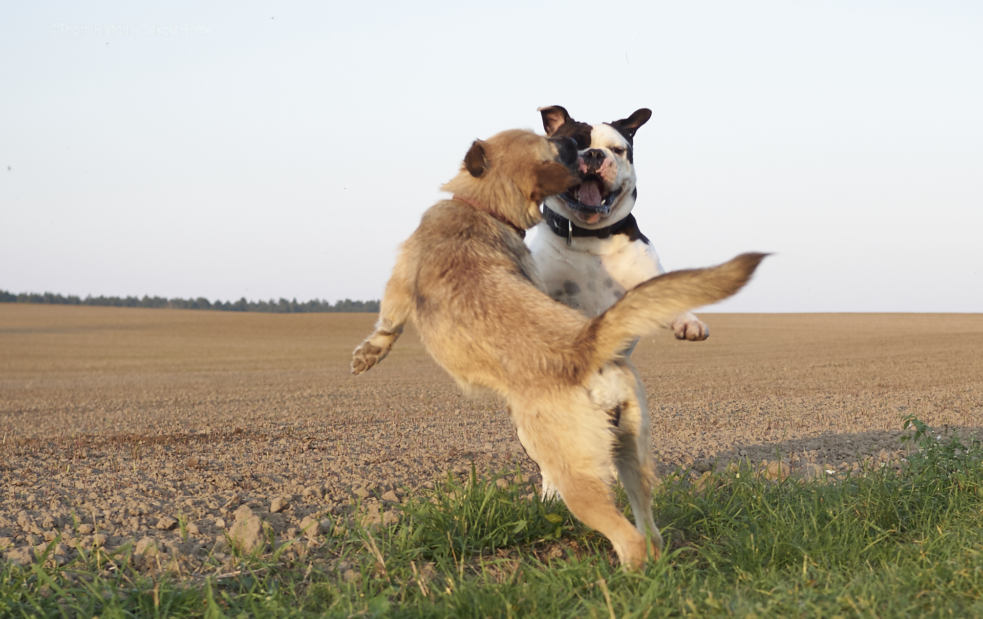 bulldogge beim spielen