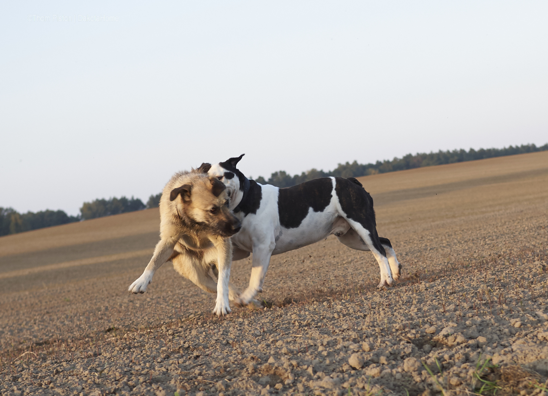 olympus, olympusomd, wildlifephotographie, animalphoto, naturfotografie,bulldoggen foto