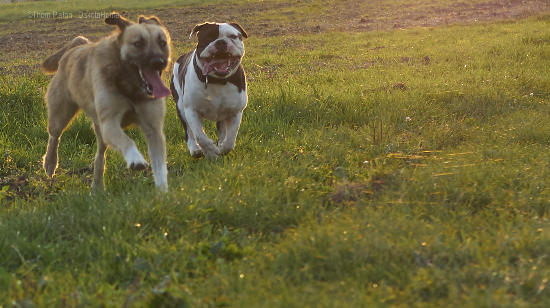 English Bulldog auf dem feld, olympus, olympusomd, wildlifephotographie, animalphoto,