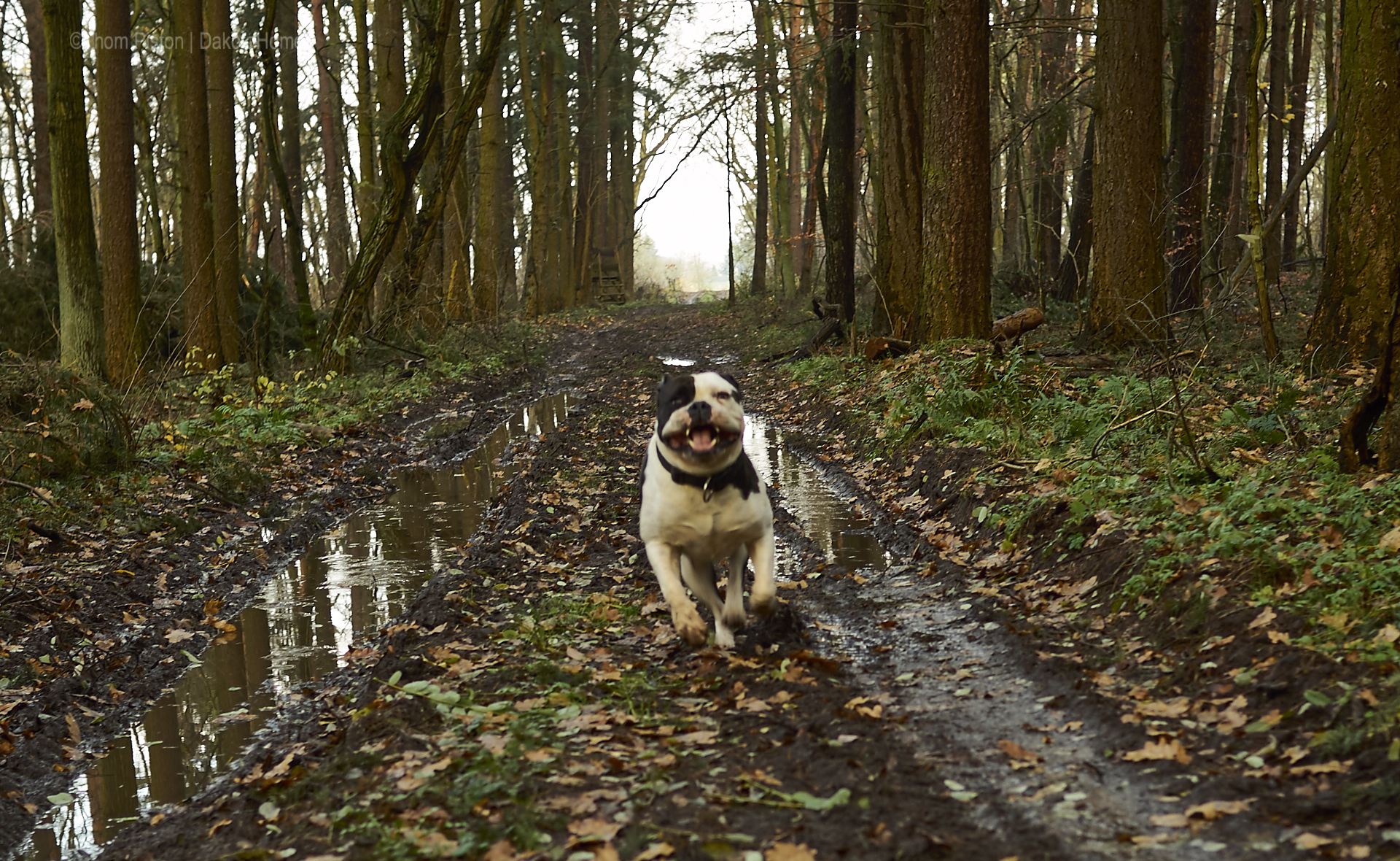 alwin die bulldogge unterwegs beim ruhig durch den wald laufen..