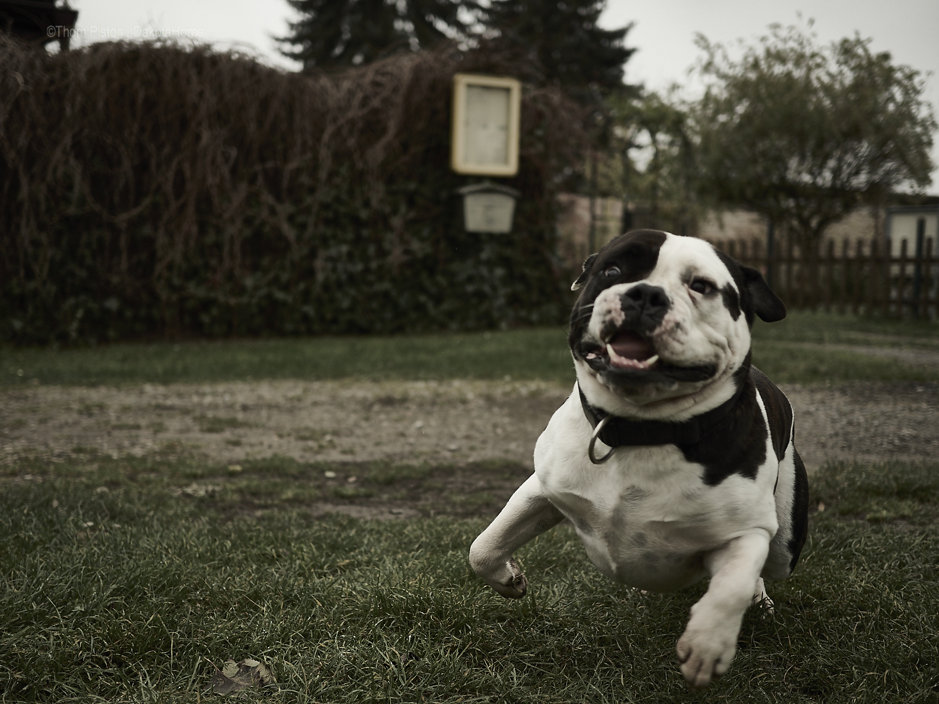 Olde British Bulldog in Action