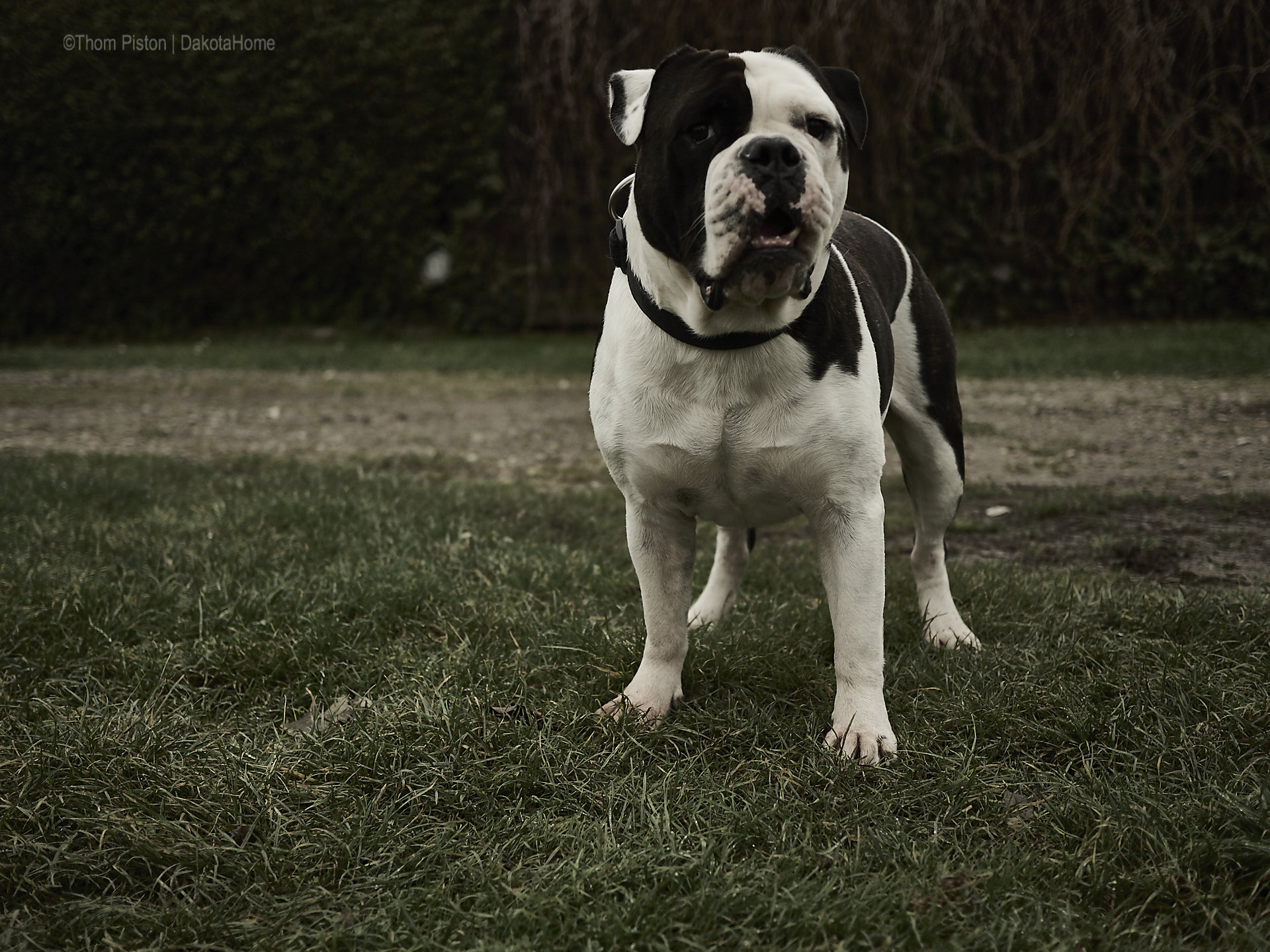 Alwin the Olde British Bulldog