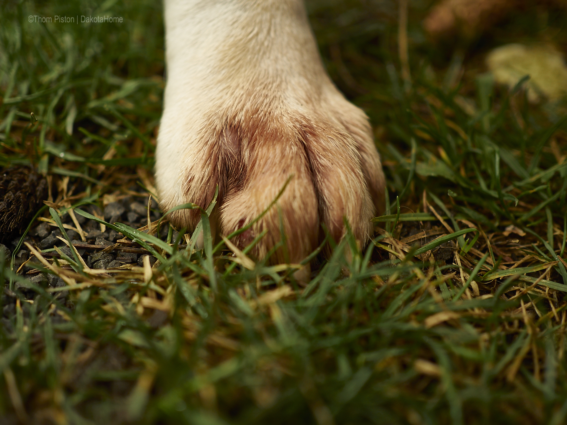 Schlimmer Bulldoggen Fuss