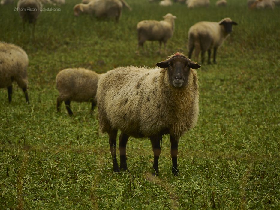 Mitte Dezember auf dem Feld vorm Dakota Home