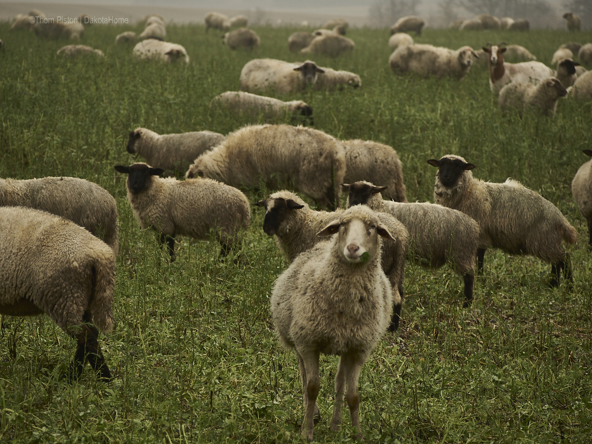 Schafe sind sehr lustige Tiere