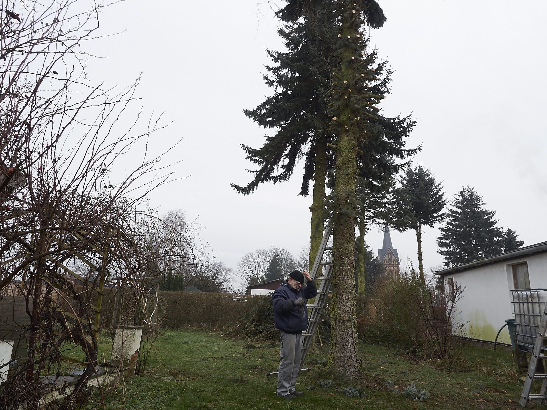 Äste abschneiden bei Sturmgefährdeten Tannen