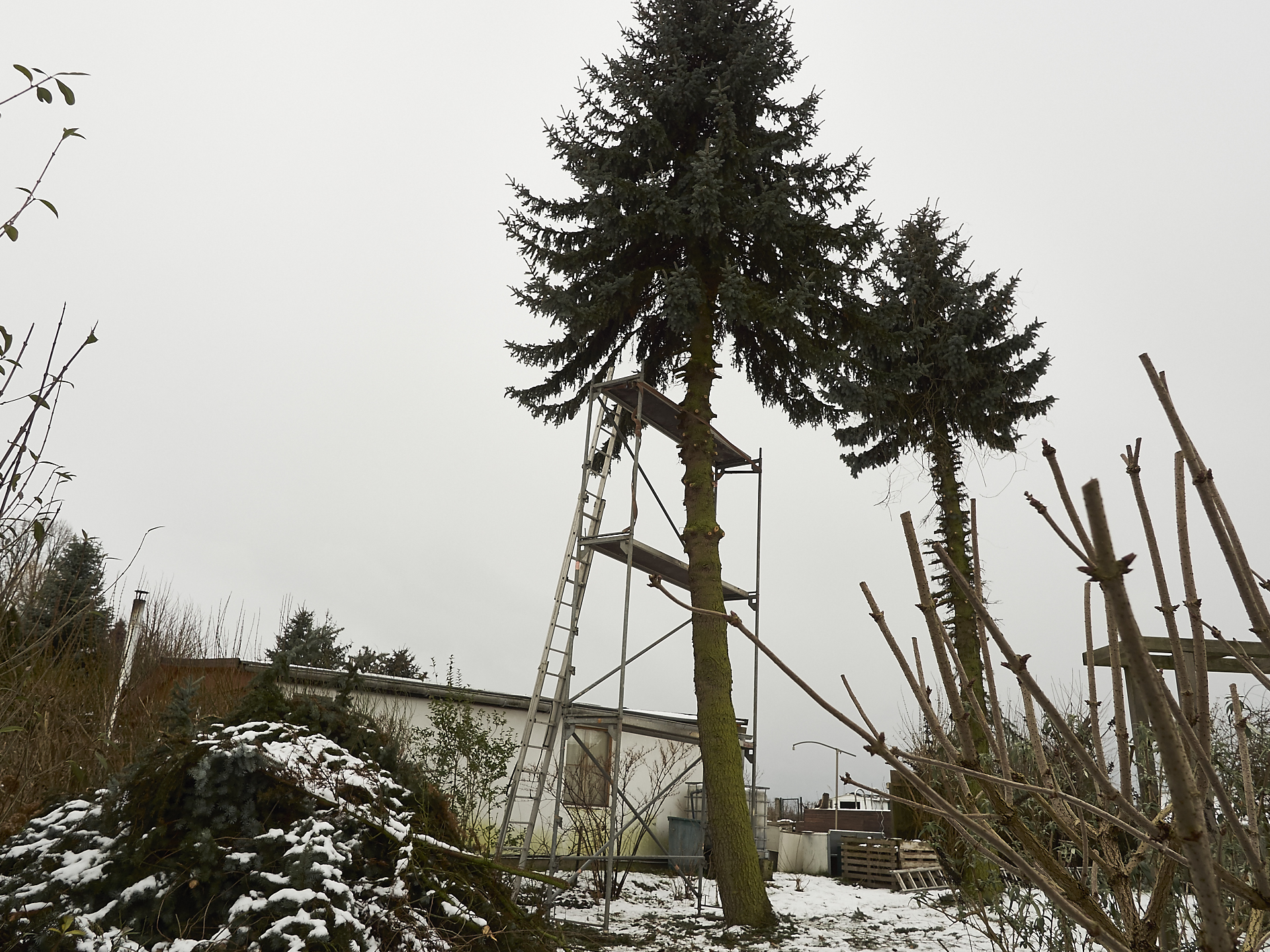 Baum einrüsten