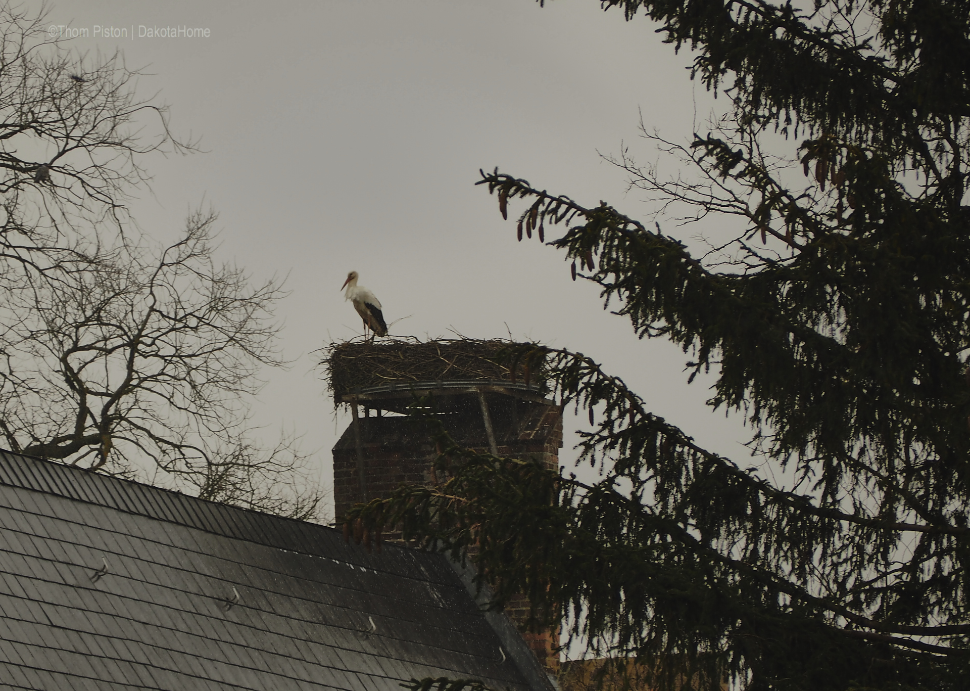 storch at dakota home