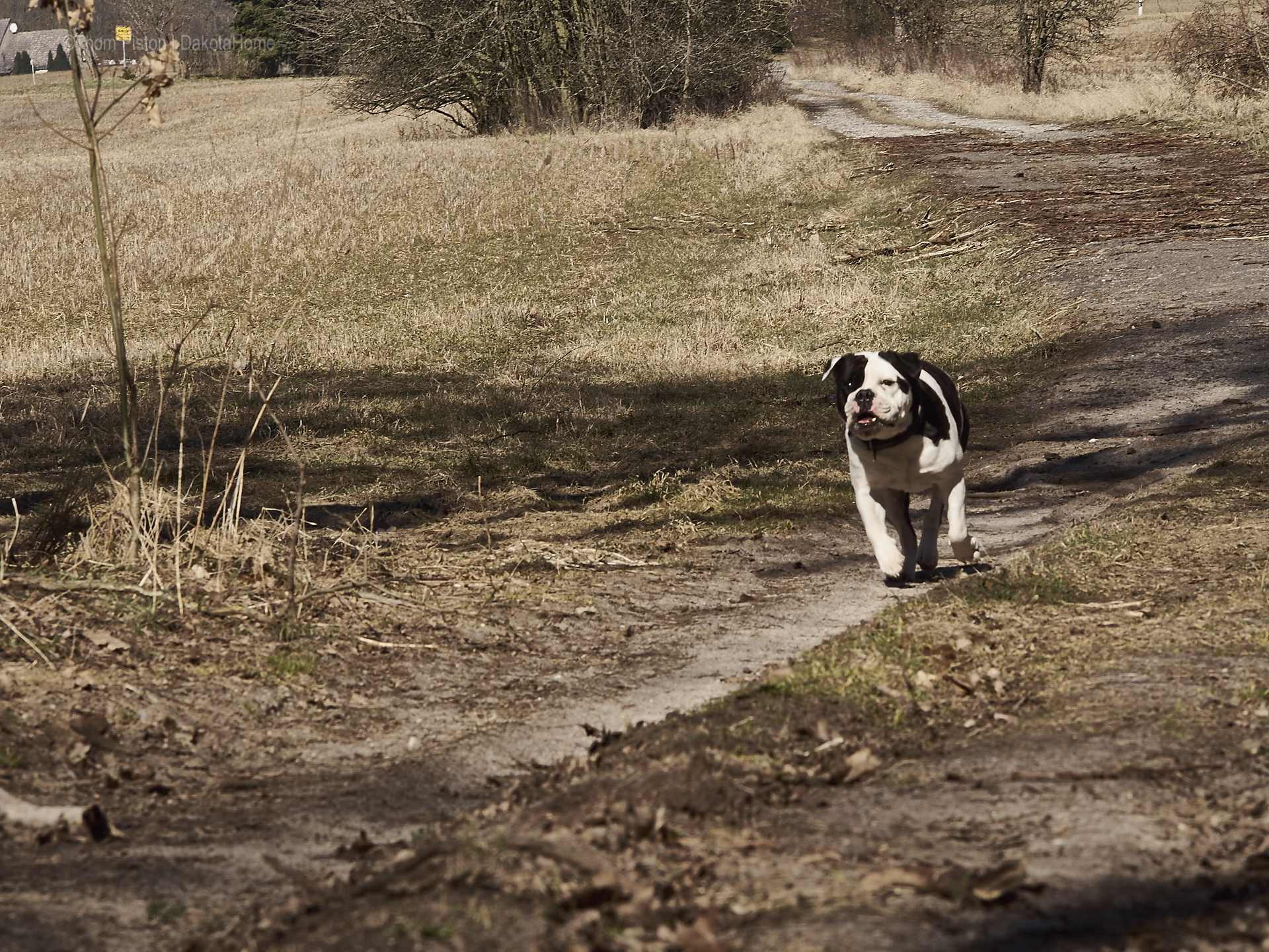 alwin, the olde british bulldog