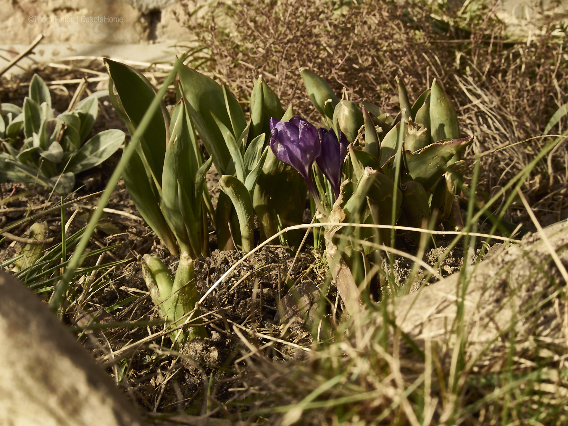 blumen at dakota home