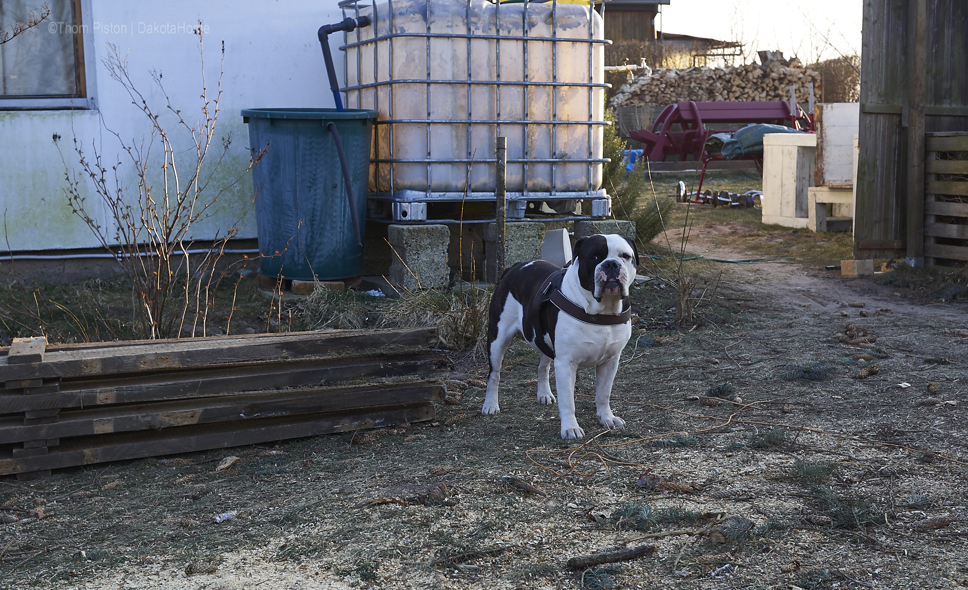 alwin the olde british bulldog muss natürlich alles genau beobachten