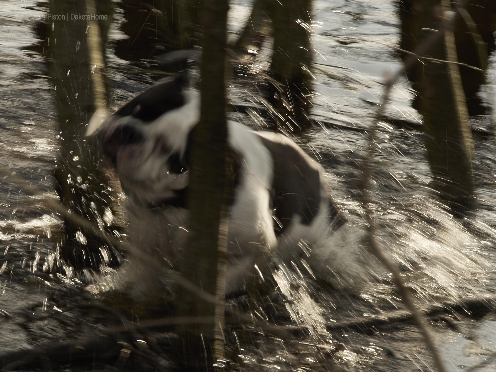 die bulldogge alwin anfang april am anbaden