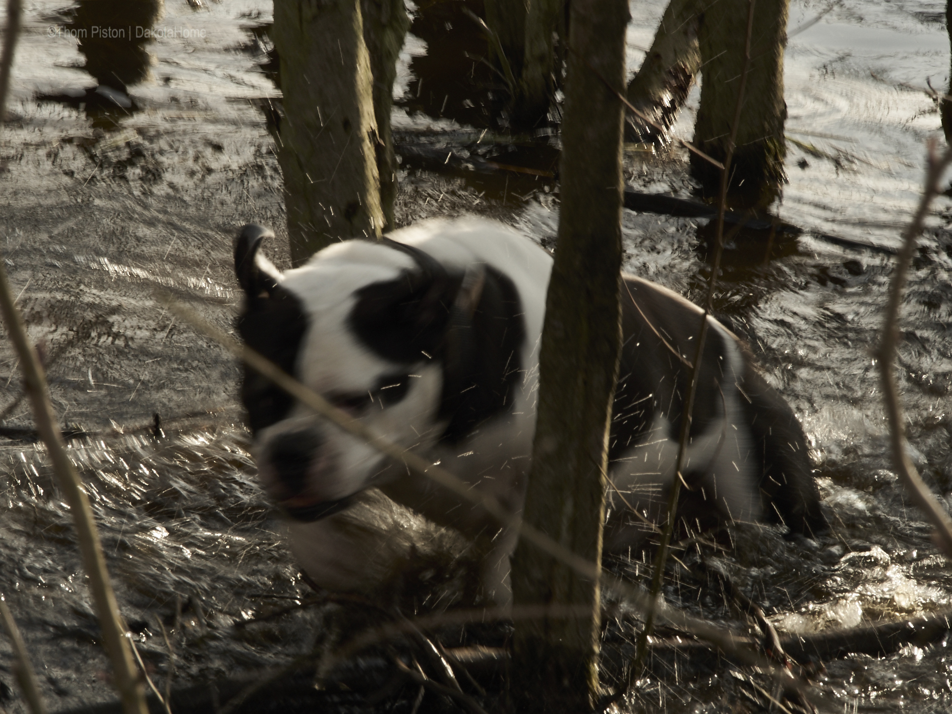 die bulldogge alwin anfang april am anbaden