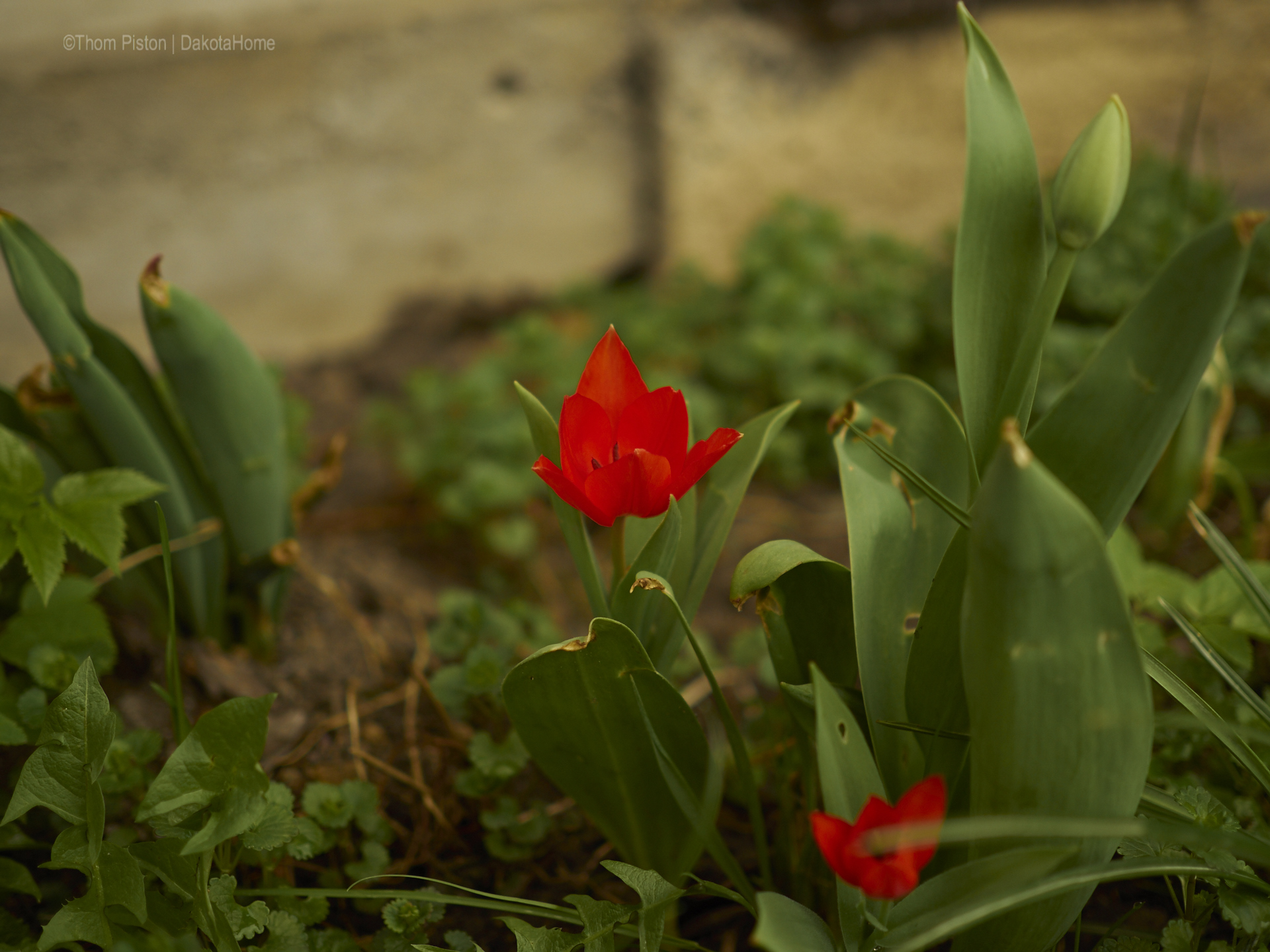 Blumen at Dakota Home