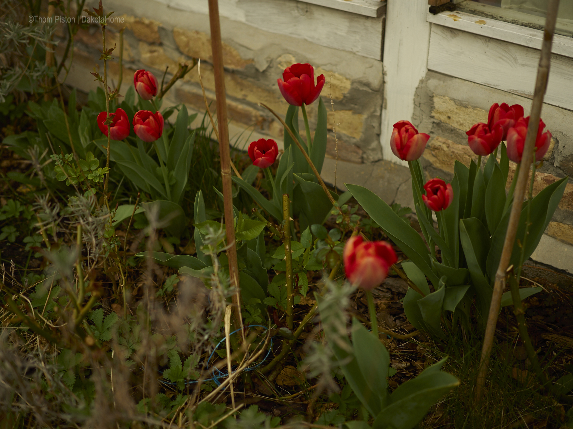 Blumen at Dakota Home