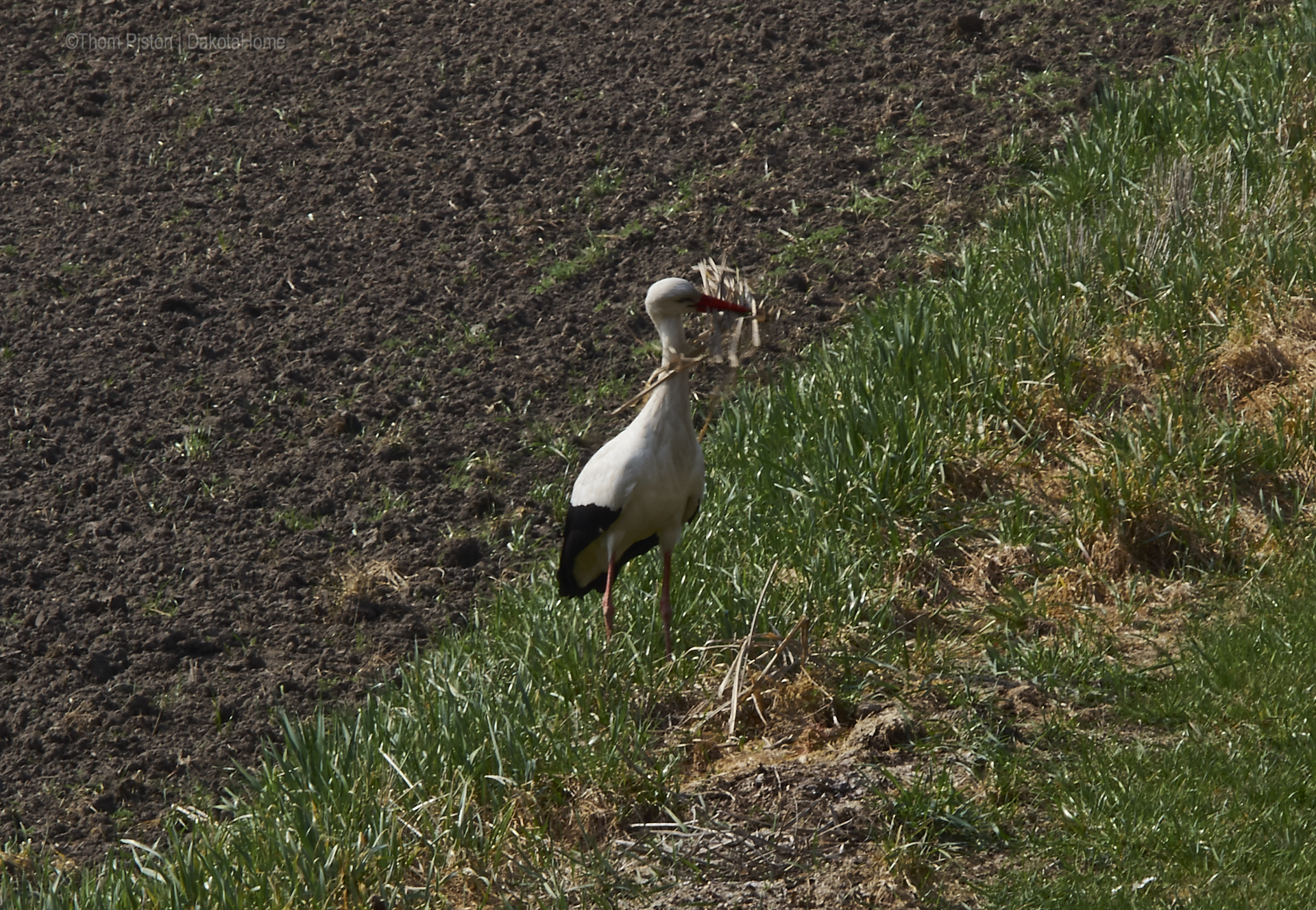 Storch at Dakota Home