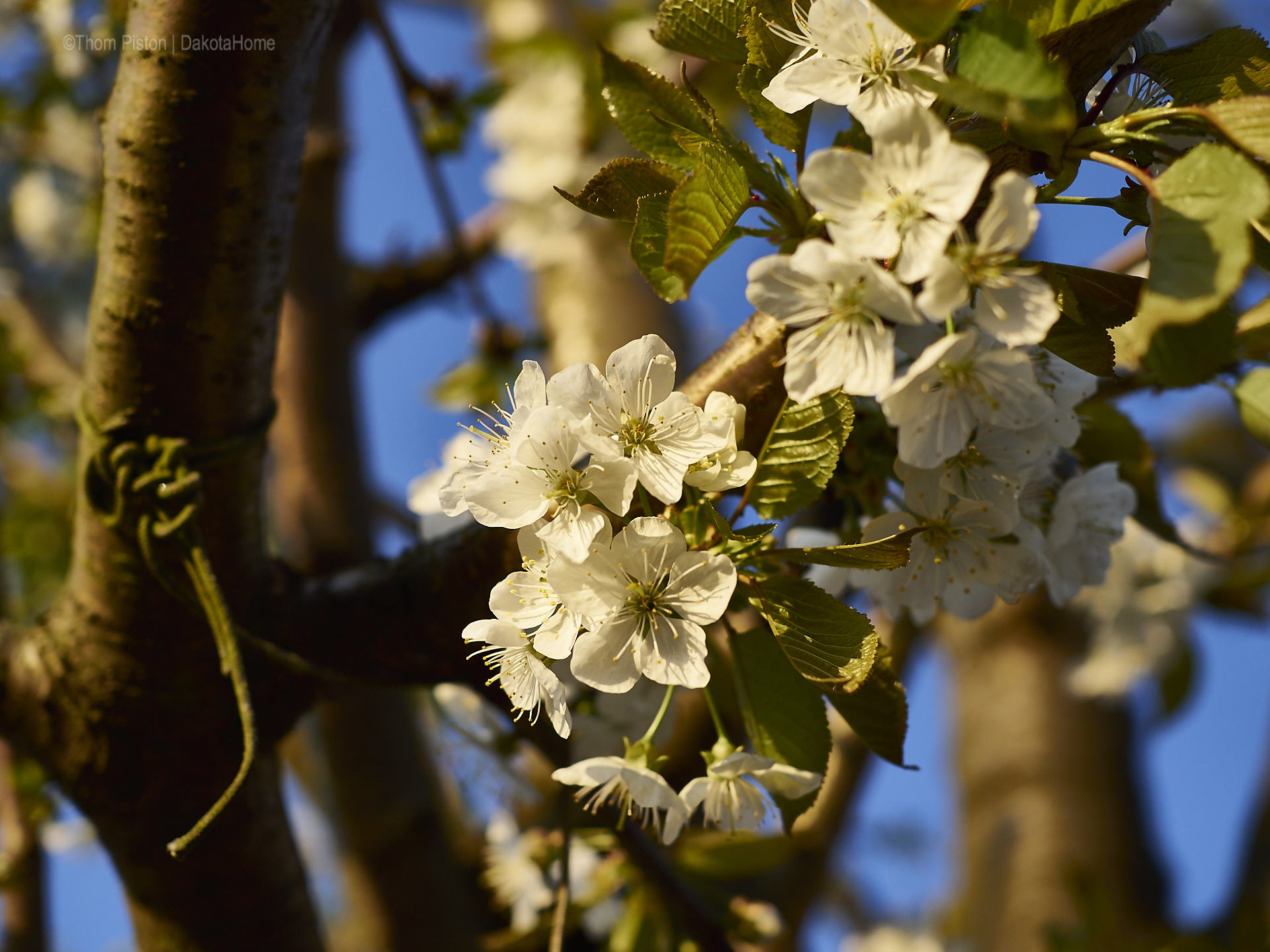 kirschblüte dakota home