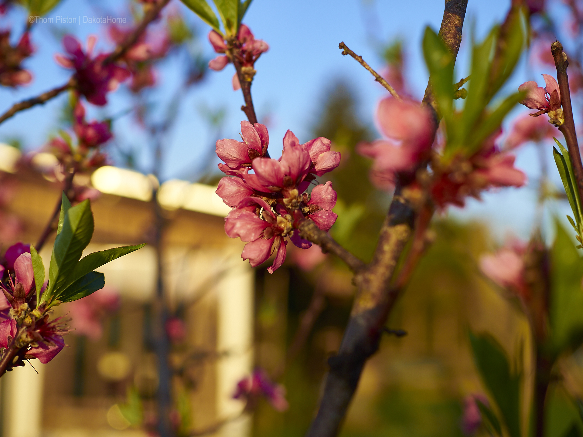 pfirsich blüten at dakota home