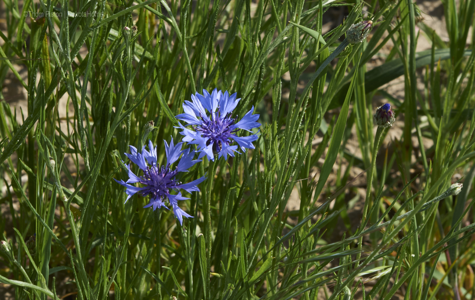 ok..nicht garten sondern feld kornblume