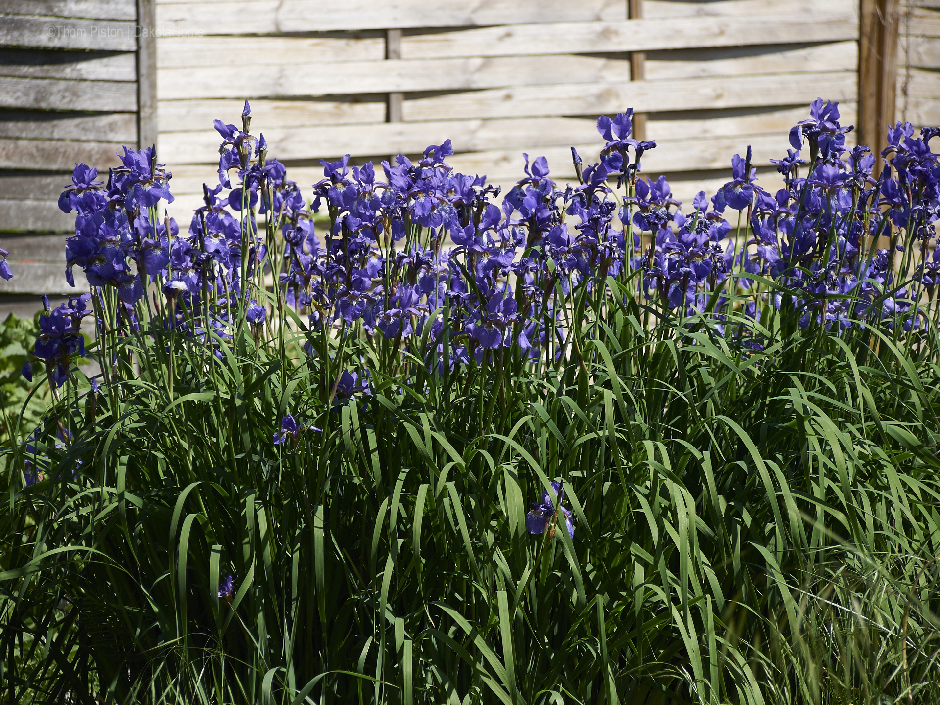 Ponderosa Blumen