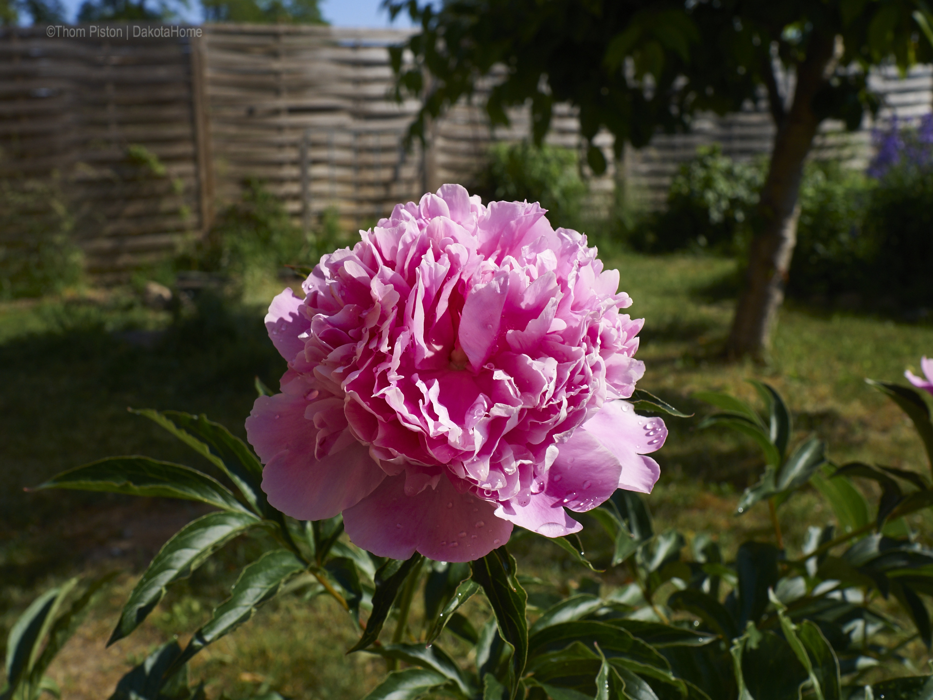 Pfingsrosen in schön..und wie die duften...