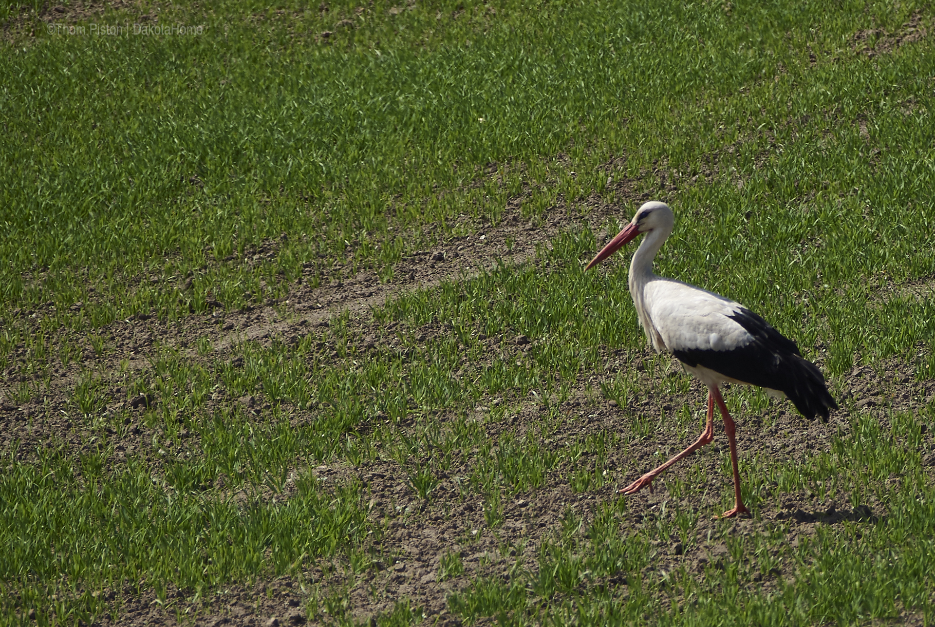 storch at dakota home