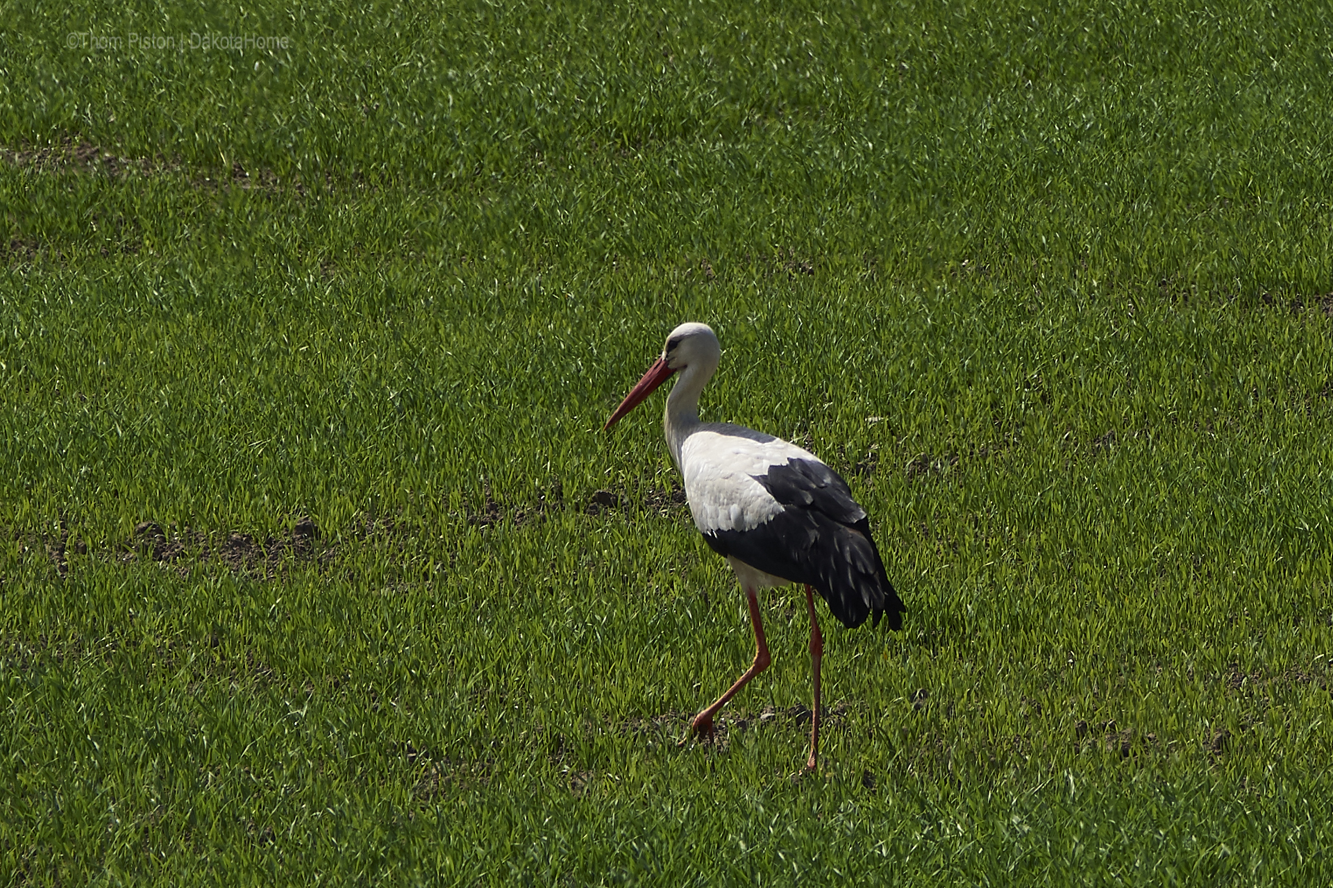 storch at dakota home