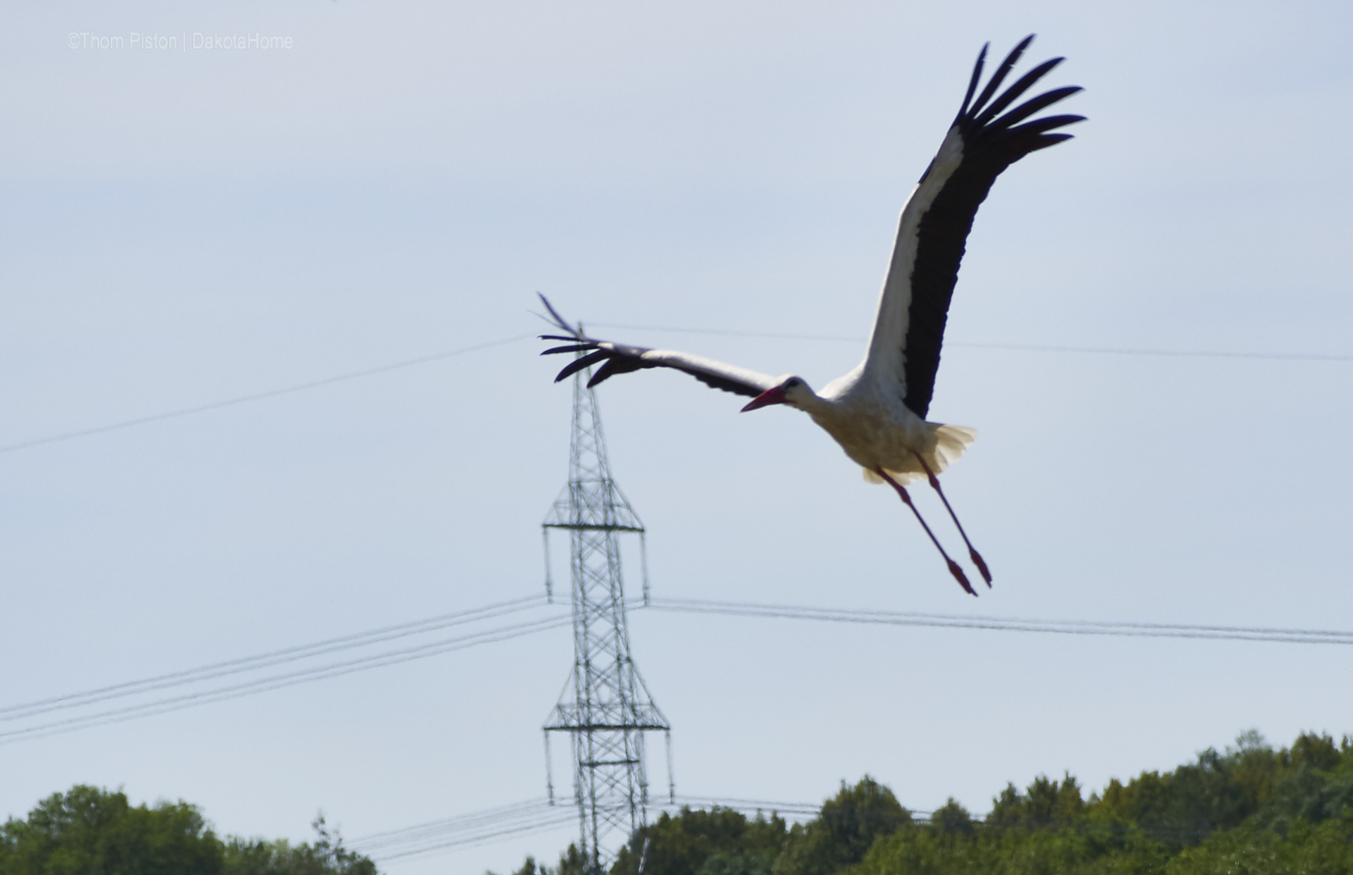 storch at dakota home