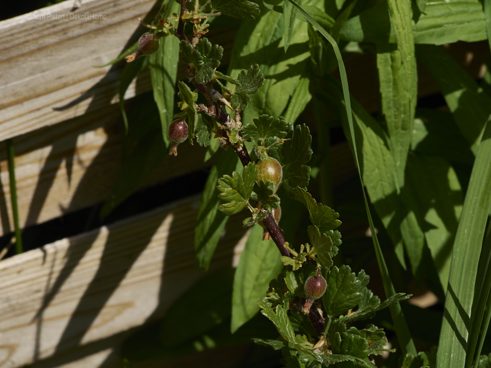 Garten Ponderosa Mai 2018