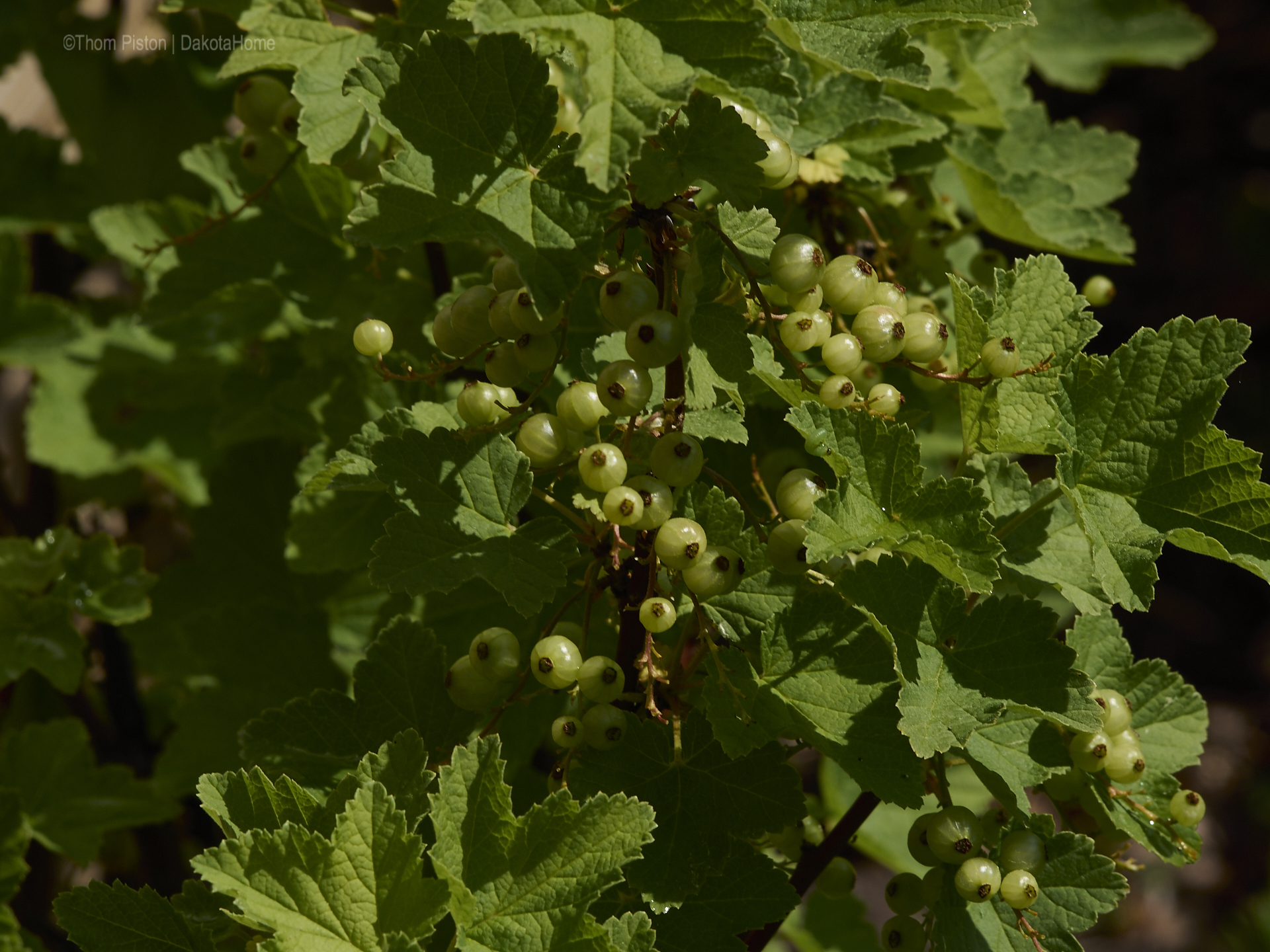 Garten Ponderosa Mai 2018