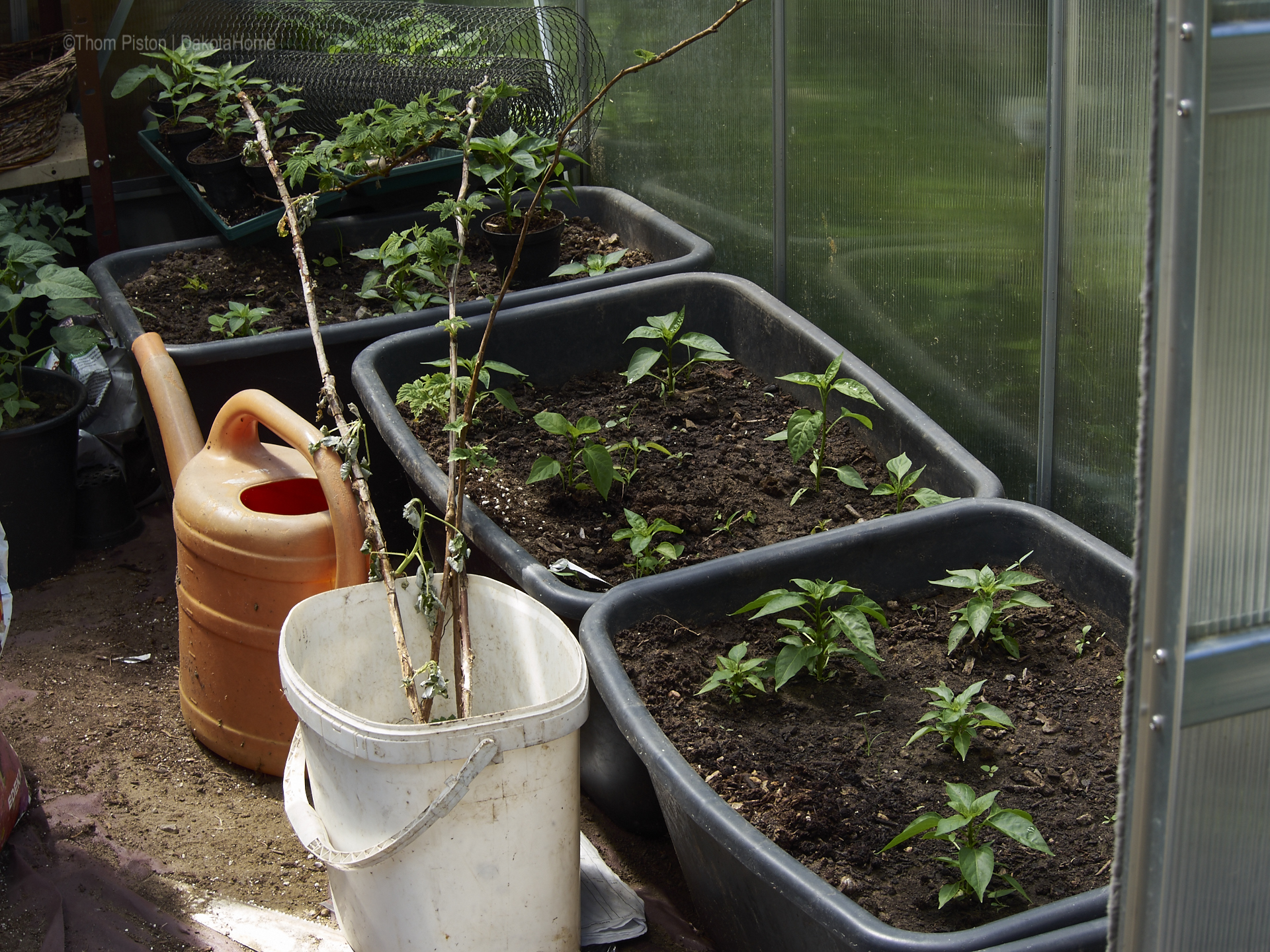 Garten Gewächshaus Ponderosa - tomaten und chilis -Mai 2018..