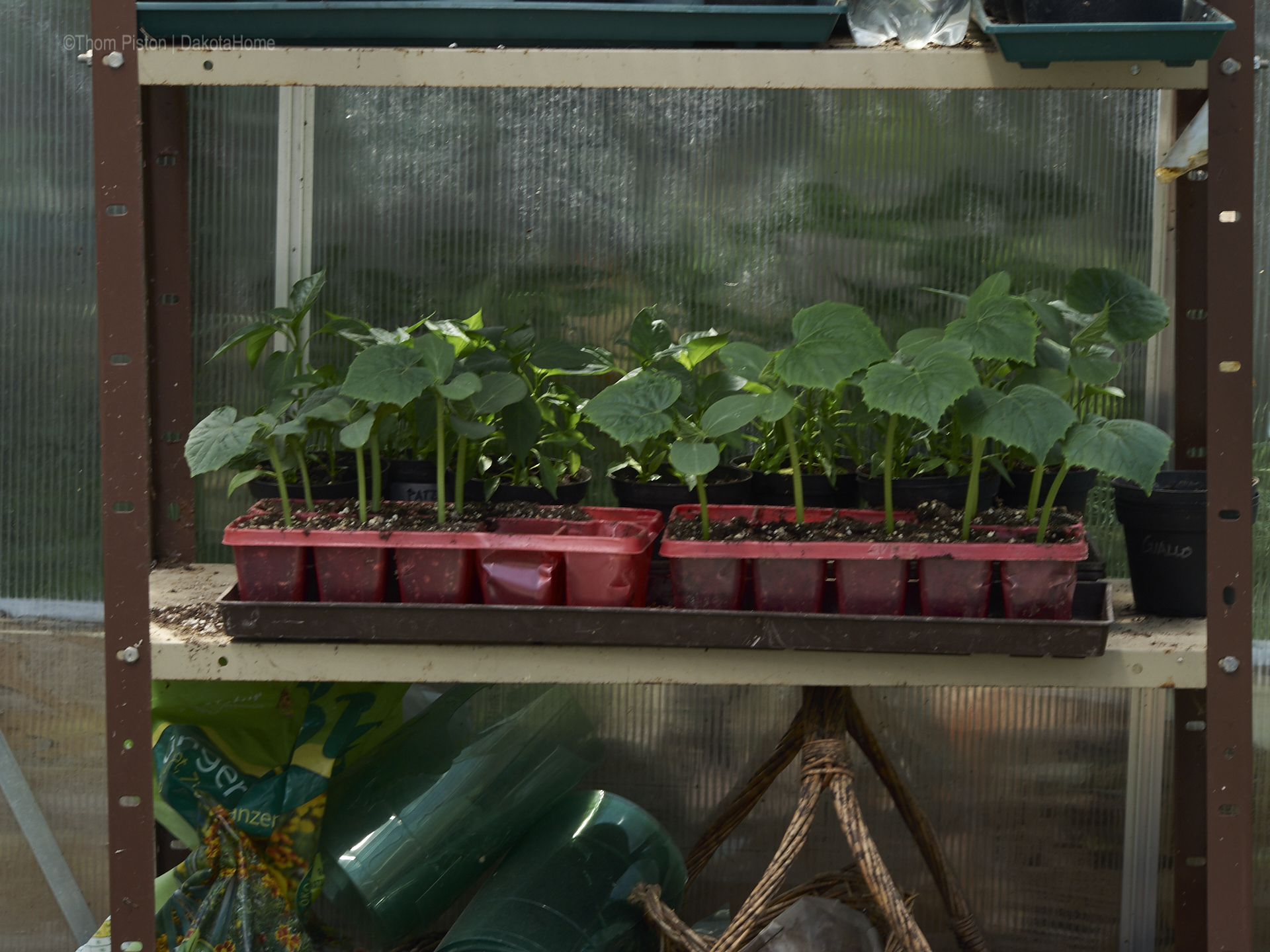 Garten Gewächshaus Ponderosa - tomaten und chilis -Mai 2018..