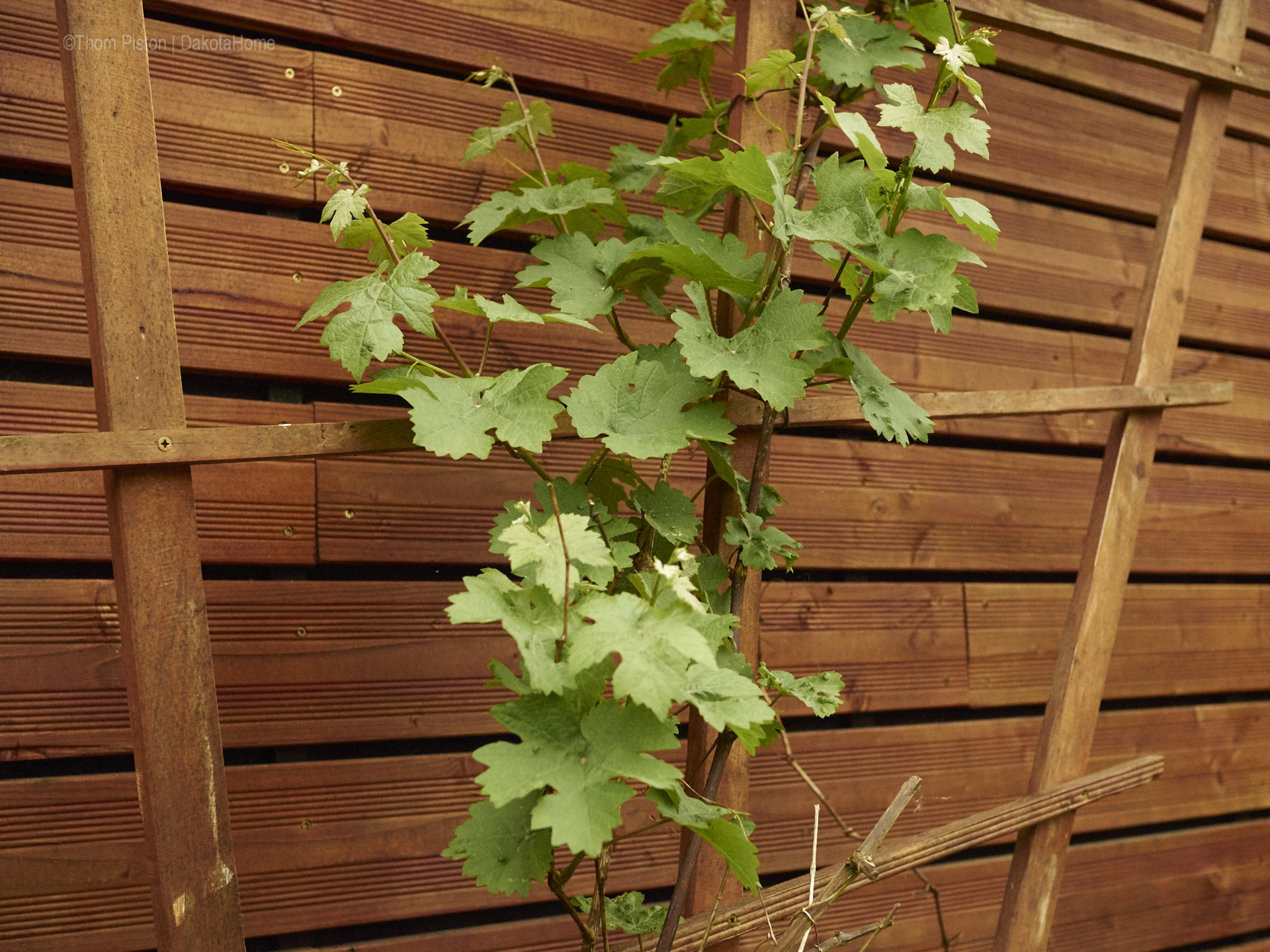 Garten Dakota Home - Mai 2018..Wein..er kommt wieder ..yuhu!