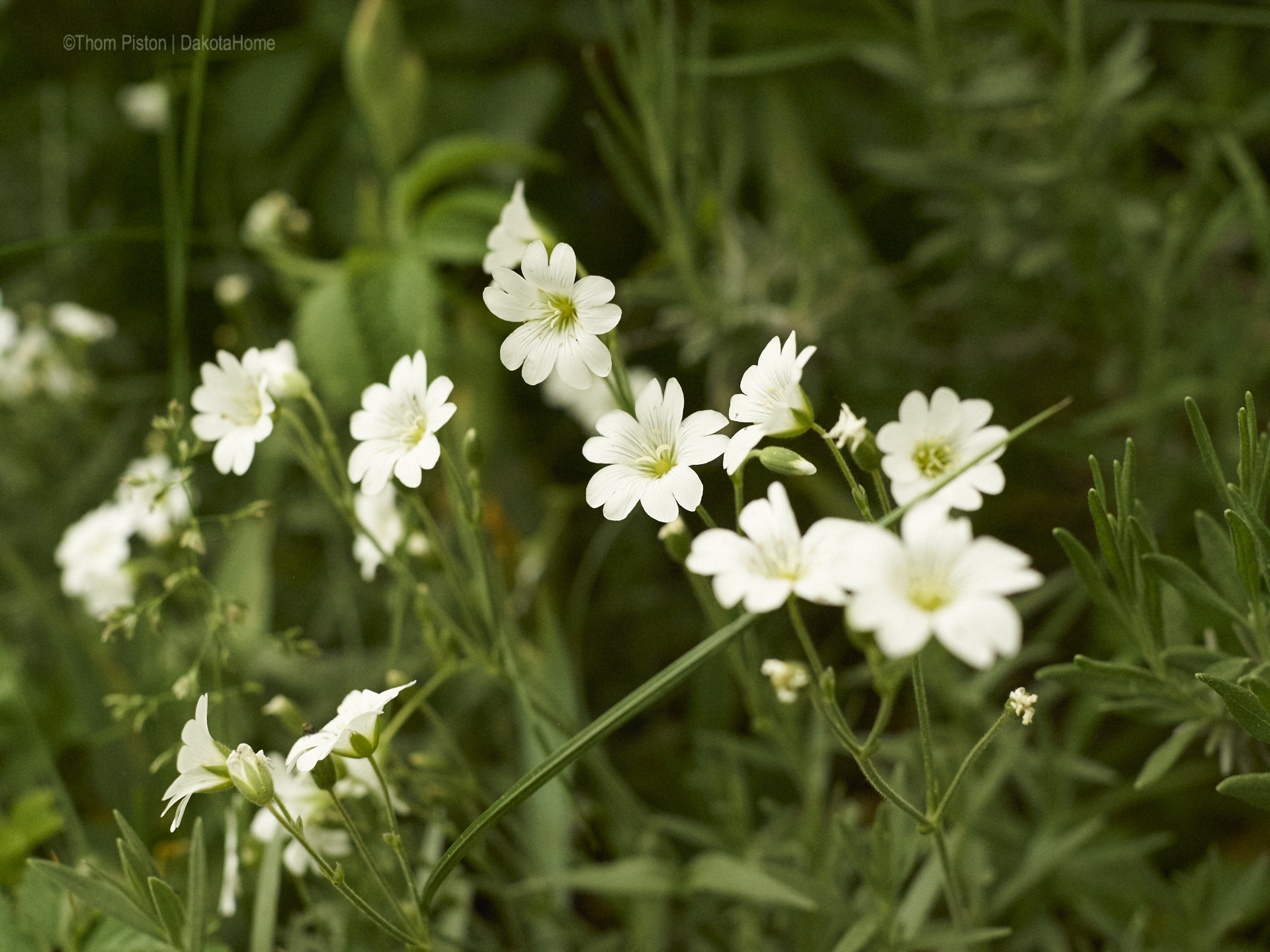 Garten Dakota Home - Mai 2018...