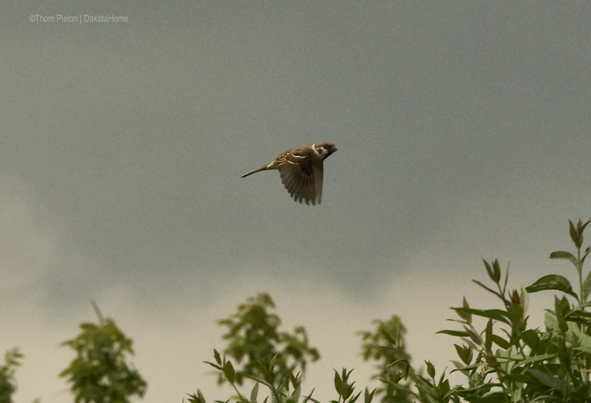 die Vögel…fotografiert mit einer Olympus OMD