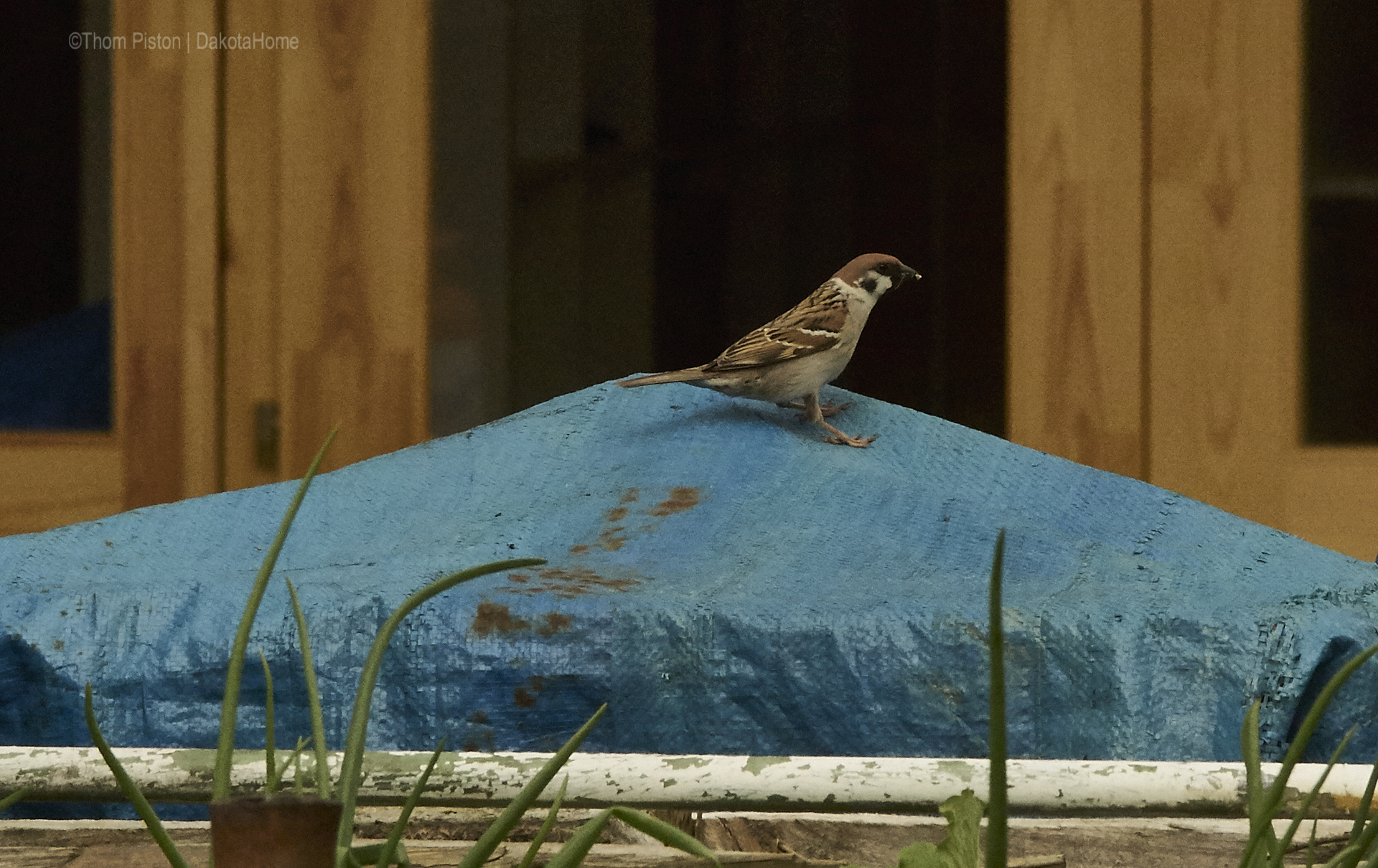 Vögel at Dakota Home