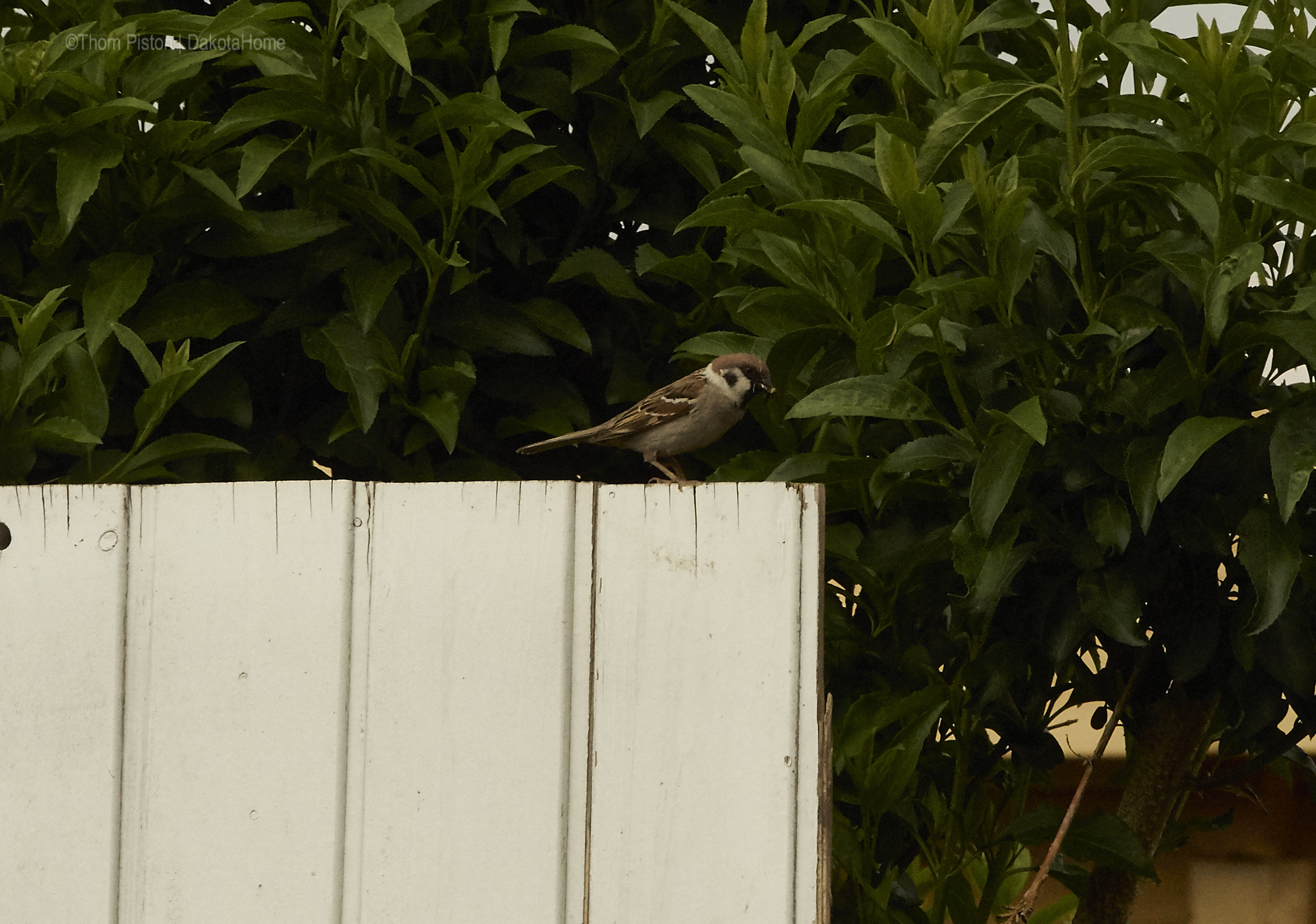 Vögel at Dakota Home