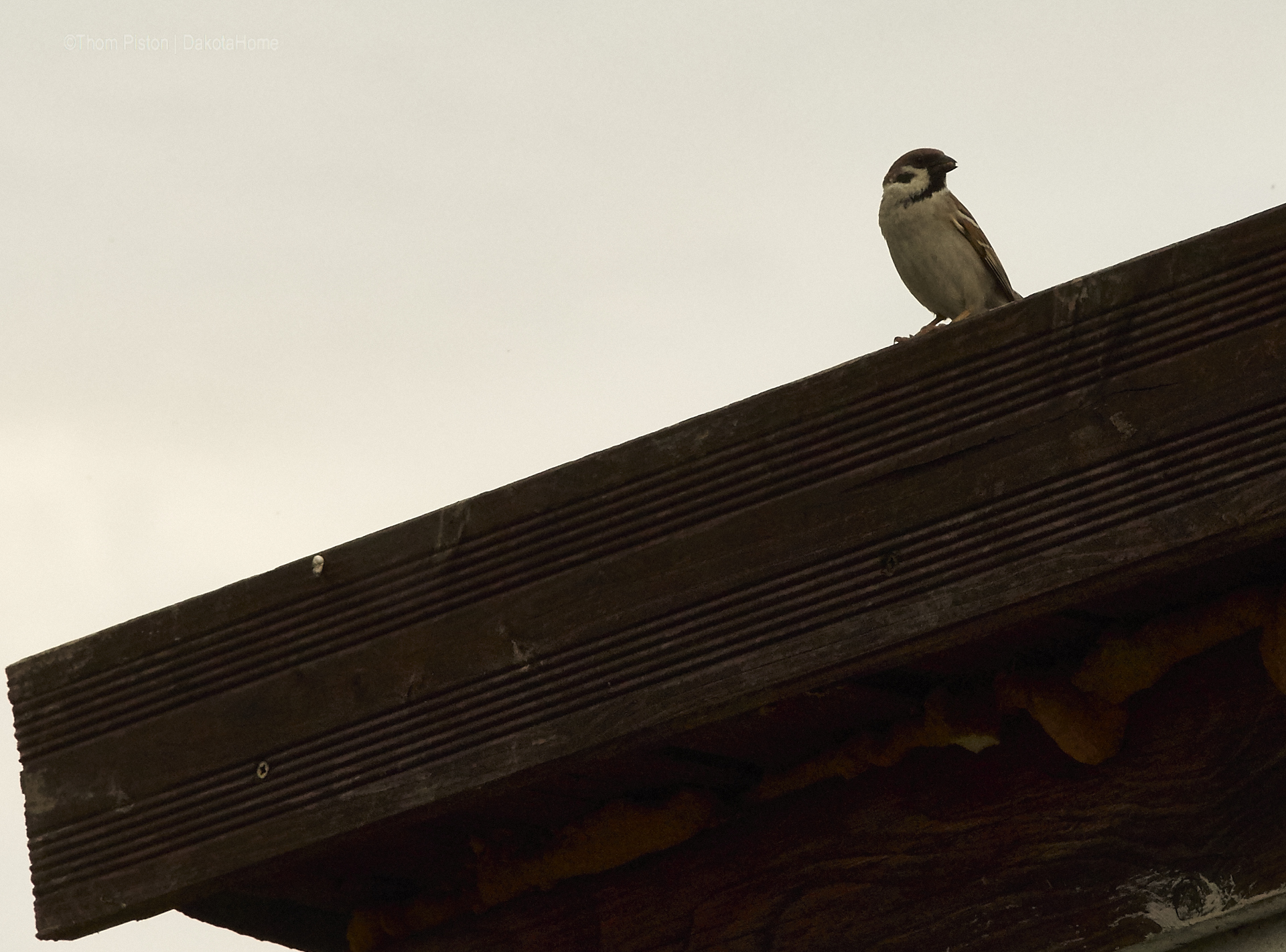 Vögel at Dakota Home