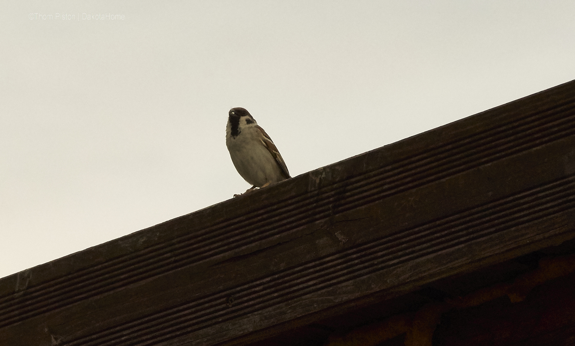 Vögel at Dakota Home