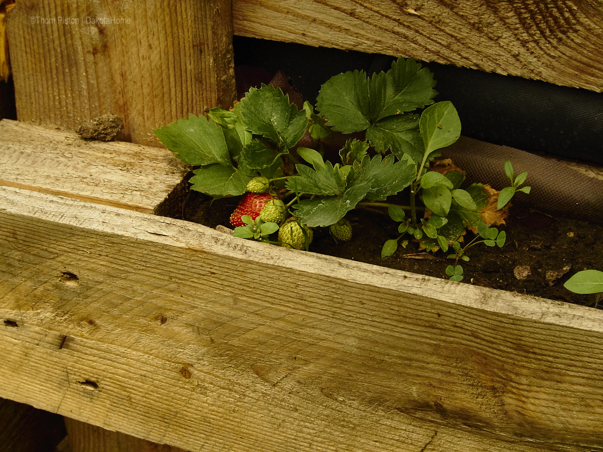 erdebeeren at dakota home / Ponderosa