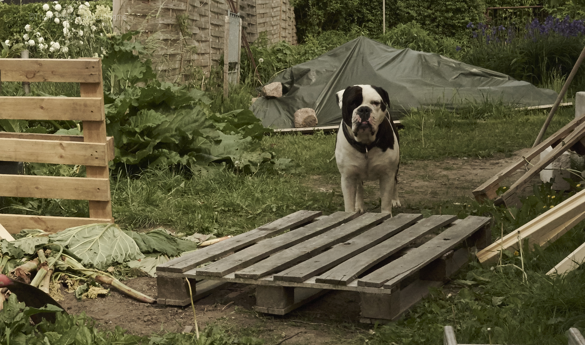 Komposter bauen geht natürlich nur wenn mann ne helfende hand ner bulldogge hat..:)