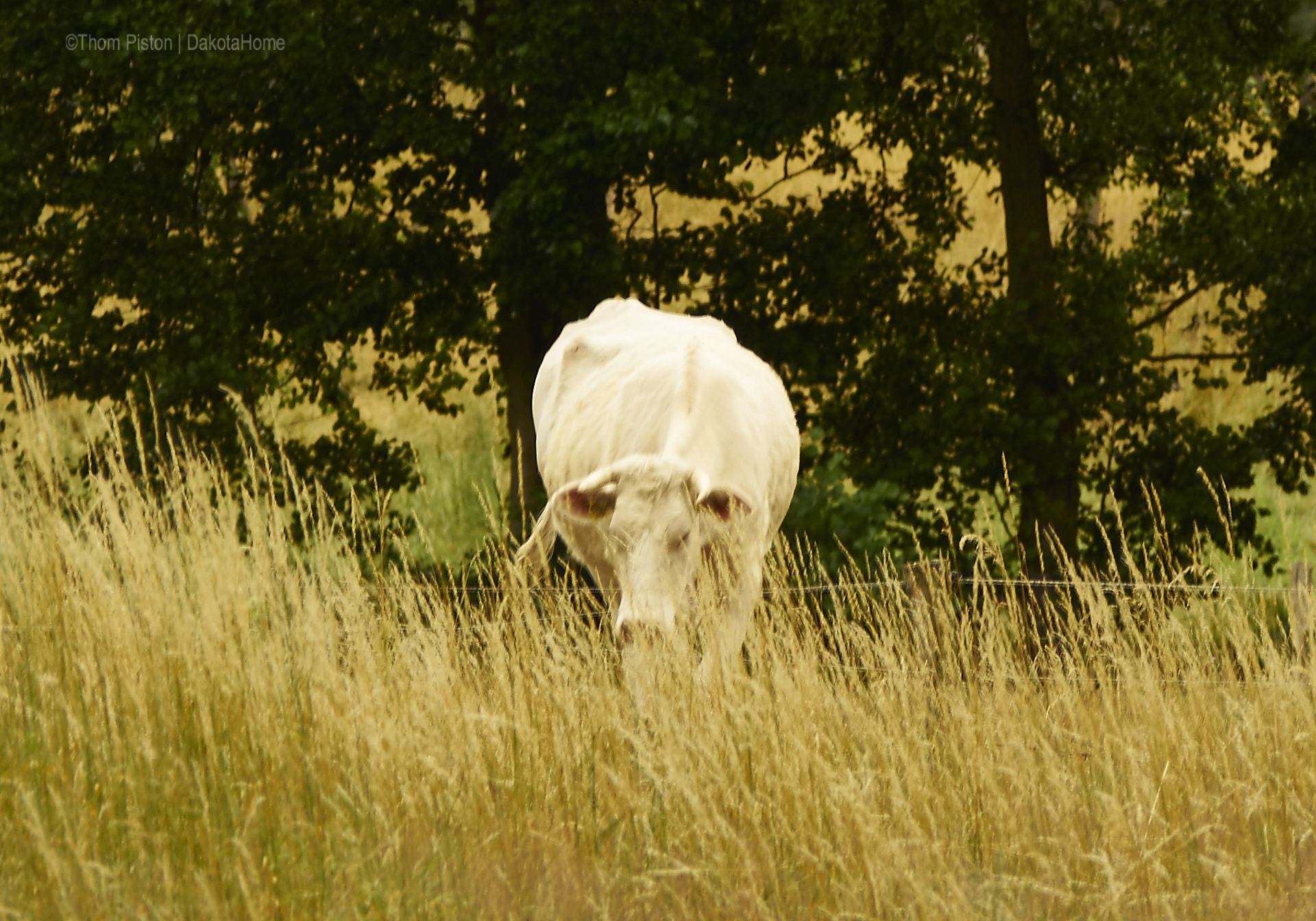 Rinder im Wald